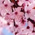 Sakura – Traditional Japanese Song on Koto | LedgerNote