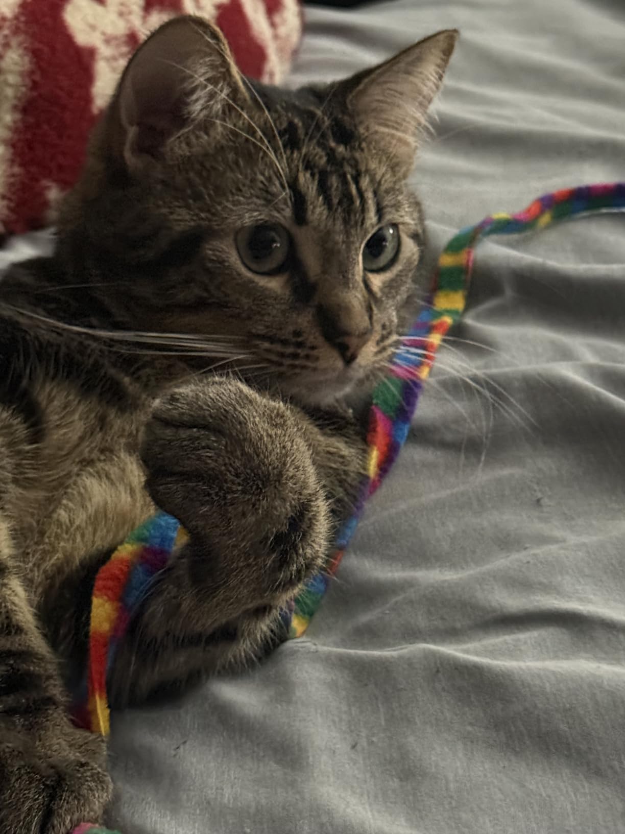 Cat Dancer Products Charmer Interactive Cat Toy - Customer Photo 1