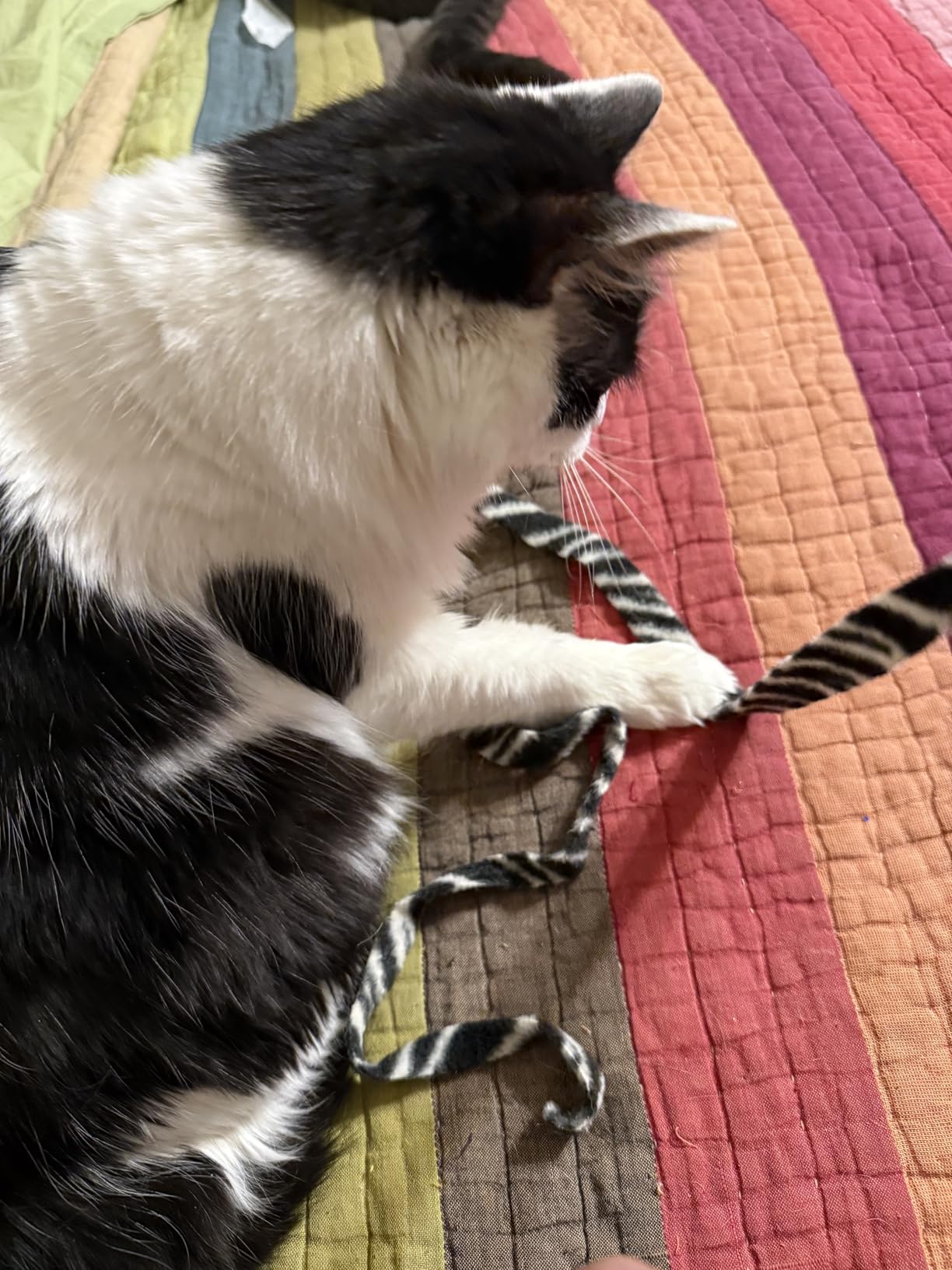 Cat Dancer Products Charmer Interactive Cat Toy - Customer Photo 2