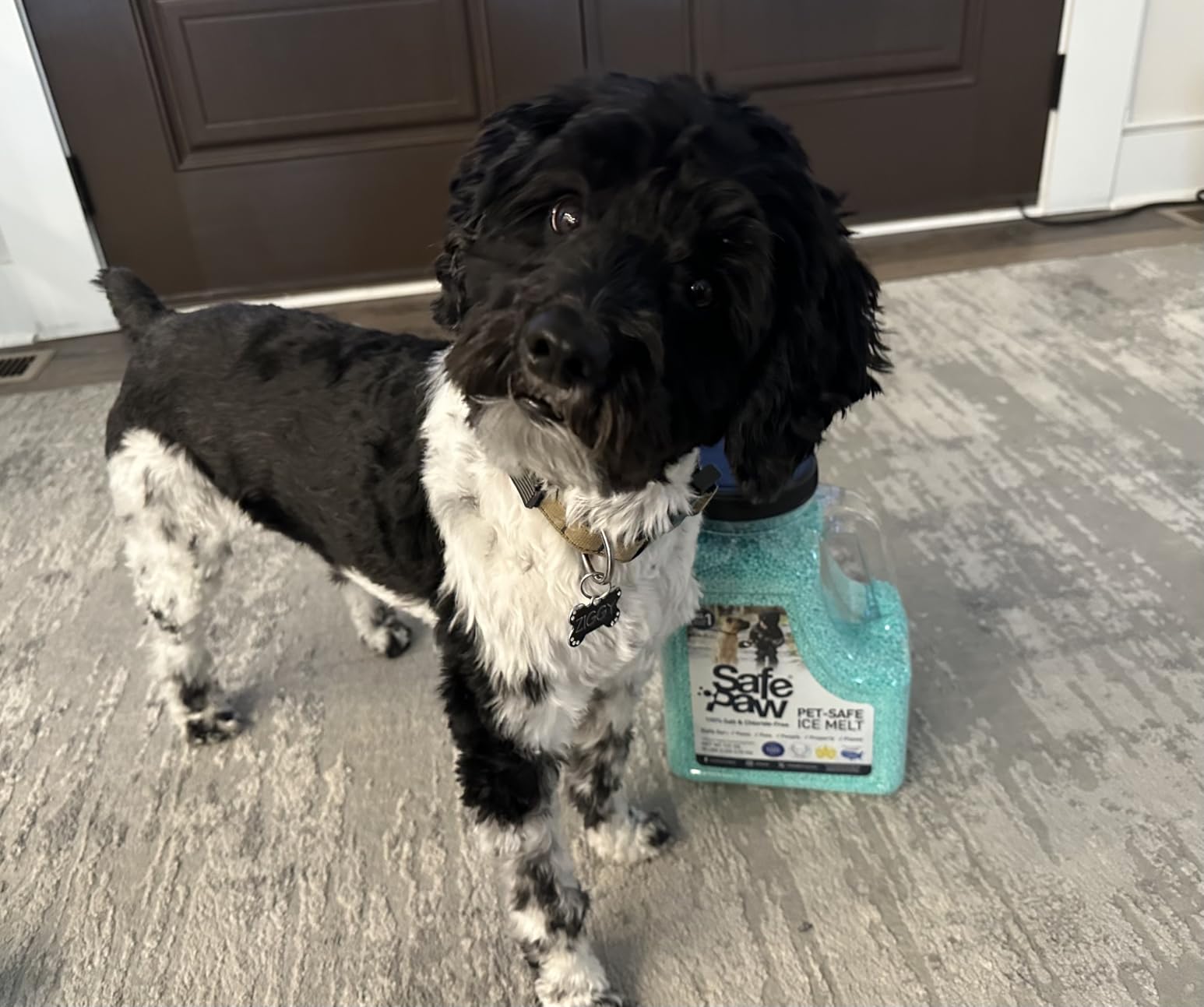 Safe Paw 1-Pack Pet-Safe Snow & Ice Melter, Salt- & Chloride-Free, 8 Lbs - Pet-Friendly Winter Maintenance Product for Driveway, Concrete, Sidewalk, and Outdoor Spaces Customer Review Safe Paw 1-Pack Pet-Safe Snow & Ice Melter, Salt- & Chloride-Free, 8 Lbs - Pet-Friendly Winter Maintenance Product for Driveway, Concrete, Sidewalk, and Outdoor Spaces - Customer Photo 1