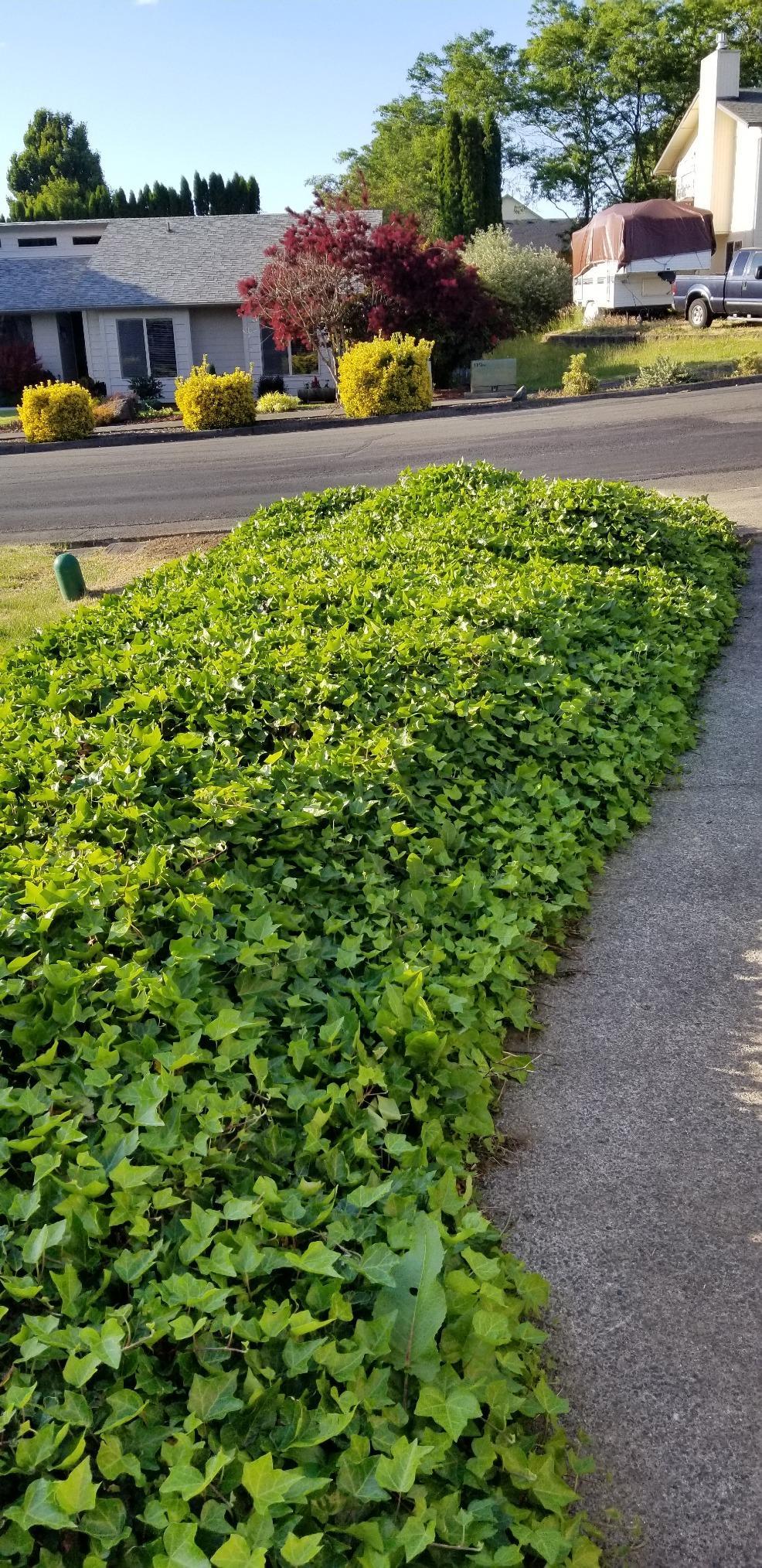 Fiskars 46 inch Spade Garden Shovel, Steel Flat Spade with Ergonomic D-Handle, Sharp Blade Square Shovel for Lawn Edging, Digging, Heavy Duty Yard Tool, Easy Cuts in Grass and Turf - Customer Photo 2