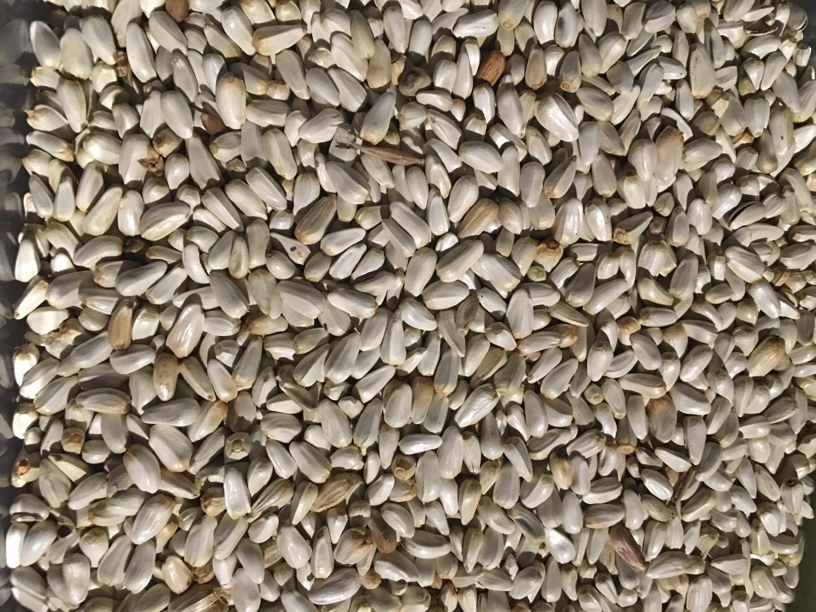 Shafer Seed Company 281640 25 Pound Safflower Seed Customer Review Shafer Seed Company 281640 25 Pound Safflower Seed - Customer Photo 1