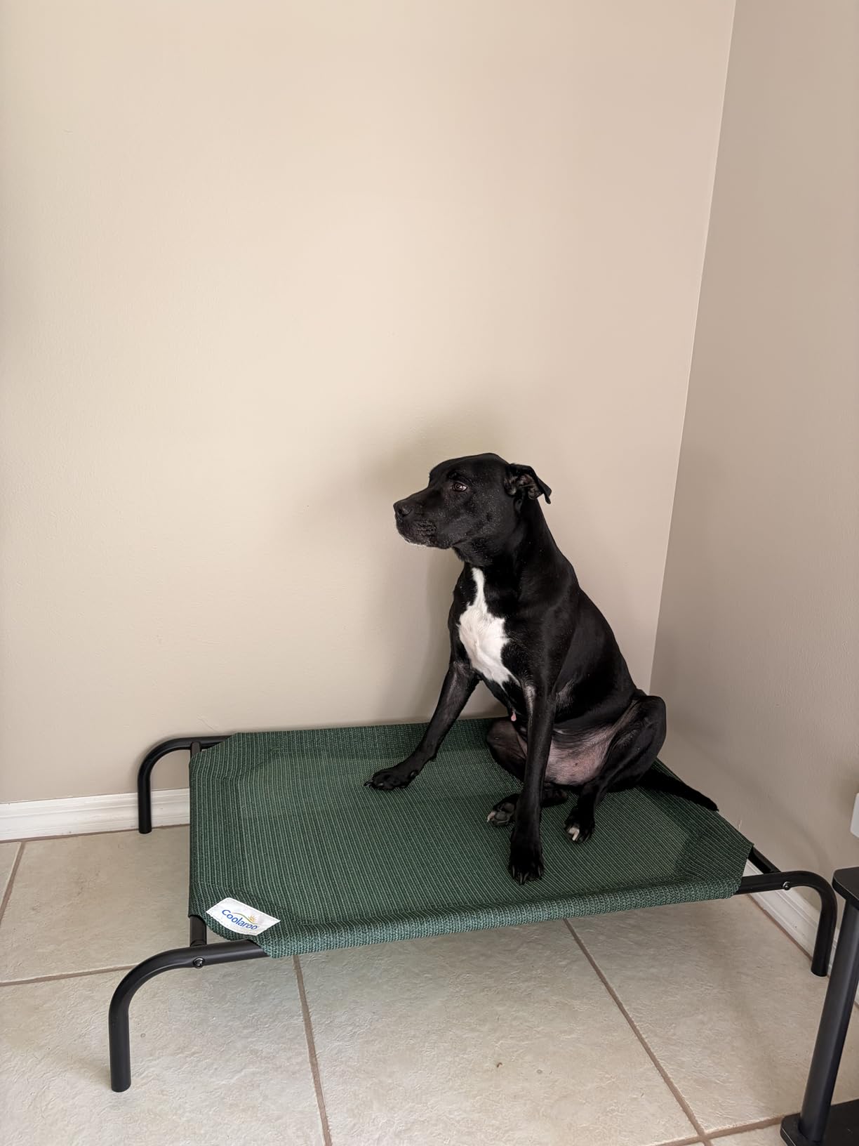 Coolaroo Original Elevated Dog Bed - Breathable Off-The-Ground Pet Bed with Cooling Fabric, Joint Relief & Moisture-Resistant Fabric, 100% Recyclable, Easy Clean, Grey, Medium Customer Review Coolaroo Original Elevated Dog Bed - Breathable Off-The-Ground Pet Bed with Cooling Fabric, Joint Relief & Moisture-Resistant Fabric, 100% Recyclable, Easy Clean, Grey, Medium - Customer Photo 1