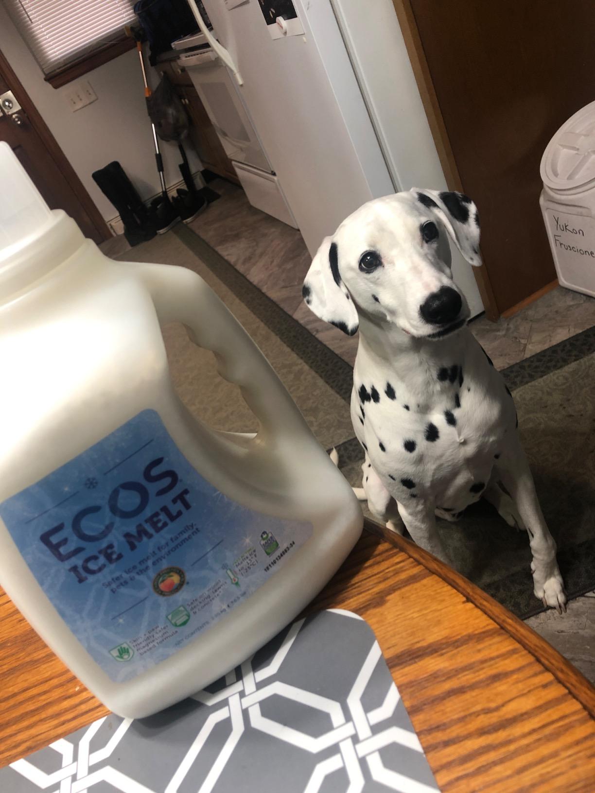 ECOS Ice Melt Magnesium Chloride Pellets Pet Paw, Plant and Concrete Safe, 6.5 lbs. Jug by Earth Friendly Products (Pack of 4) Customer Review ECOS Ice Melt Magnesium Chloride Pellets Pet Paw, Plant and Concrete Safe, 6.5 lbs. Jug by Earth Friendly Products (Pack of 4) - Customer Photo 1