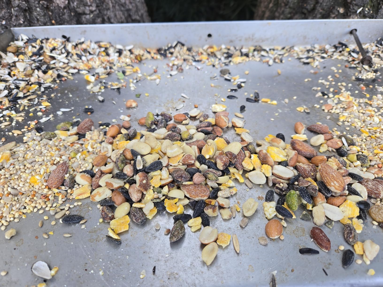 Lyric Fruit and Nut Wild Bird Seed - High Energy Wild Bird Food Mix - Attracts Woodpeckers, Chickadees & Other Songbirds -20 lb. Bag Customer Review Lyric Fruit and Nut Wild Bird Seed - High Energy Wild Bird Food Mix - Attracts Woodpeckers, Chickadees & Other Songbirds -20 lb. Bag - Customer Photo 1