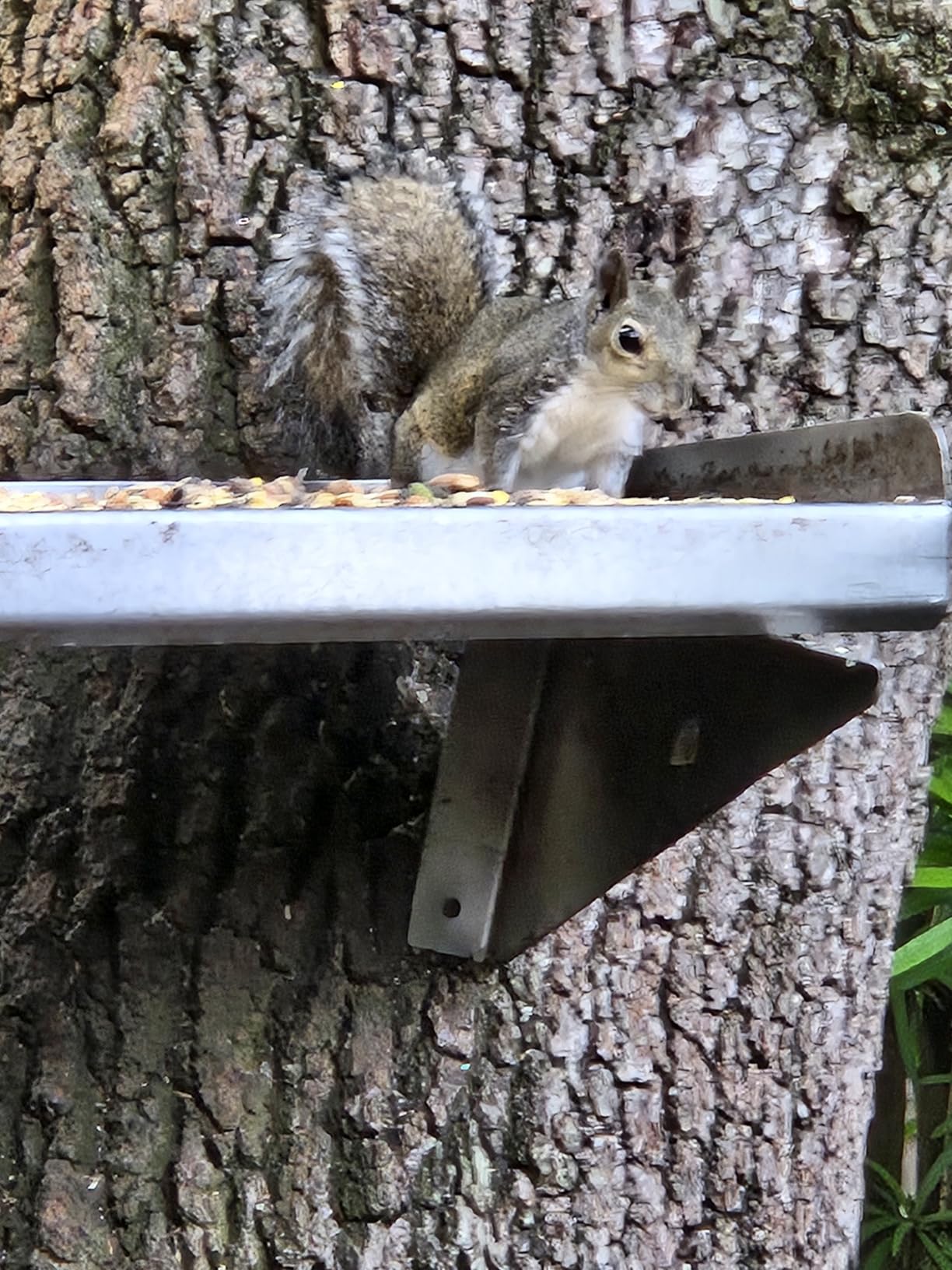Lyric Fruit and Nut Wild Bird Seed - High Energy Wild Bird Food Mix - Attracts Woodpeckers, Chickadees & Other Songbirds -20 lb. Bag Customer Review Lyric Fruit and Nut Wild Bird Seed - High Energy Wild Bird Food Mix - Attracts Woodpeckers, Chickadees & Other Songbirds -20 lb. Bag - Customer Photo 2