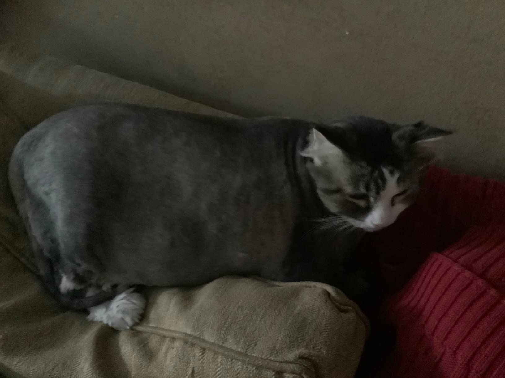 Wahl Professional Animal Arco Pet, Dog, Cat, and Horse Cordless Clipper Kit, Champagne (8786-452) Customer Review Wahl Professional Animal Arco Pet, Dog, Cat, and Horse Cordless Clipper Kit, Champagne (8786-452) - Customer Photo 2