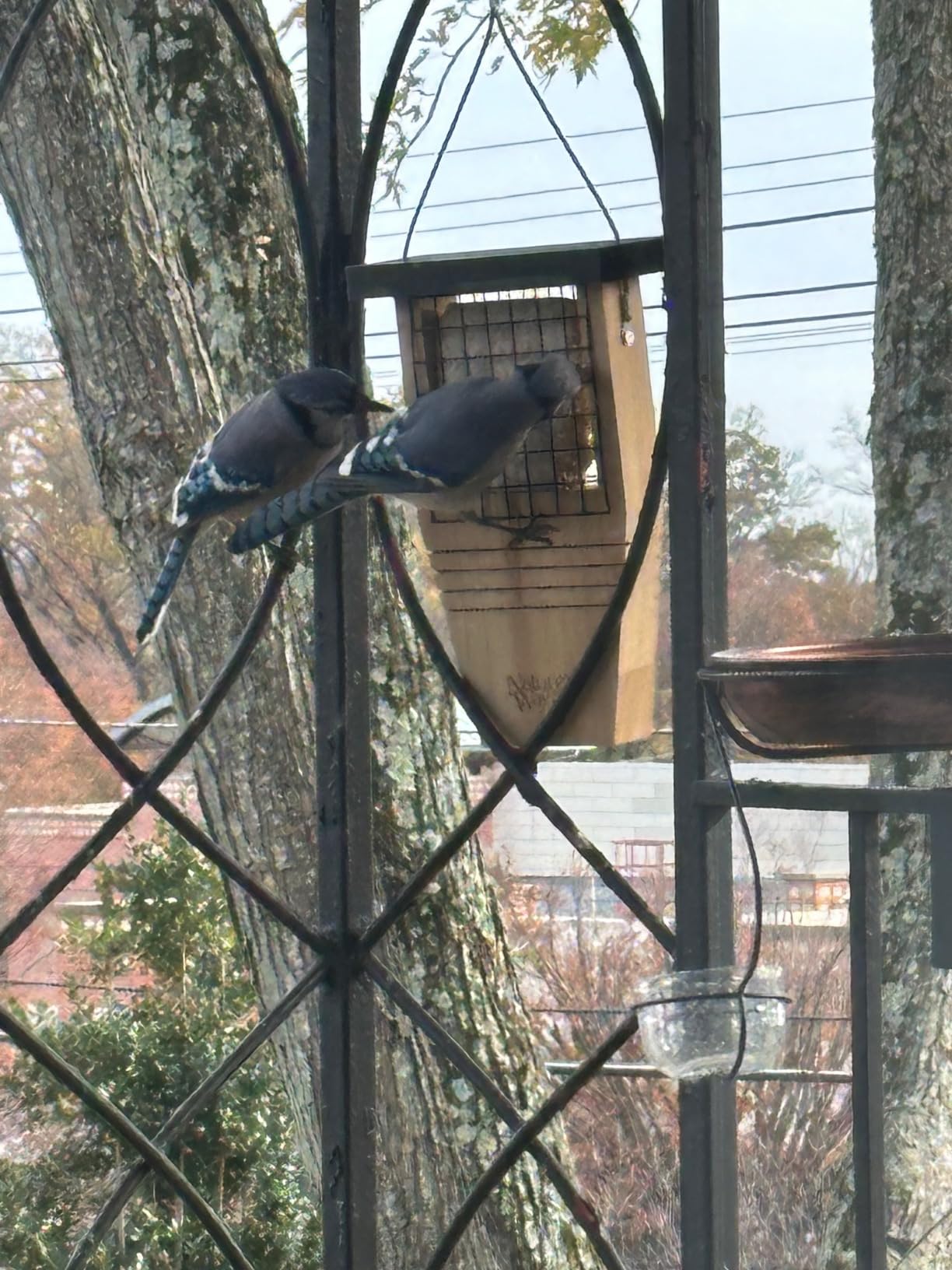 Wildlife Sciences Suet Plus Variety Suet Cake 6 Pack of Suet Cakes for Wild Birds | Package May Vary Customer Review Wildlife Sciences Suet Plus Variety Suet Cake 6 Pack of Suet Cakes for Wild Birds | Package May Vary - Customer Photo 2