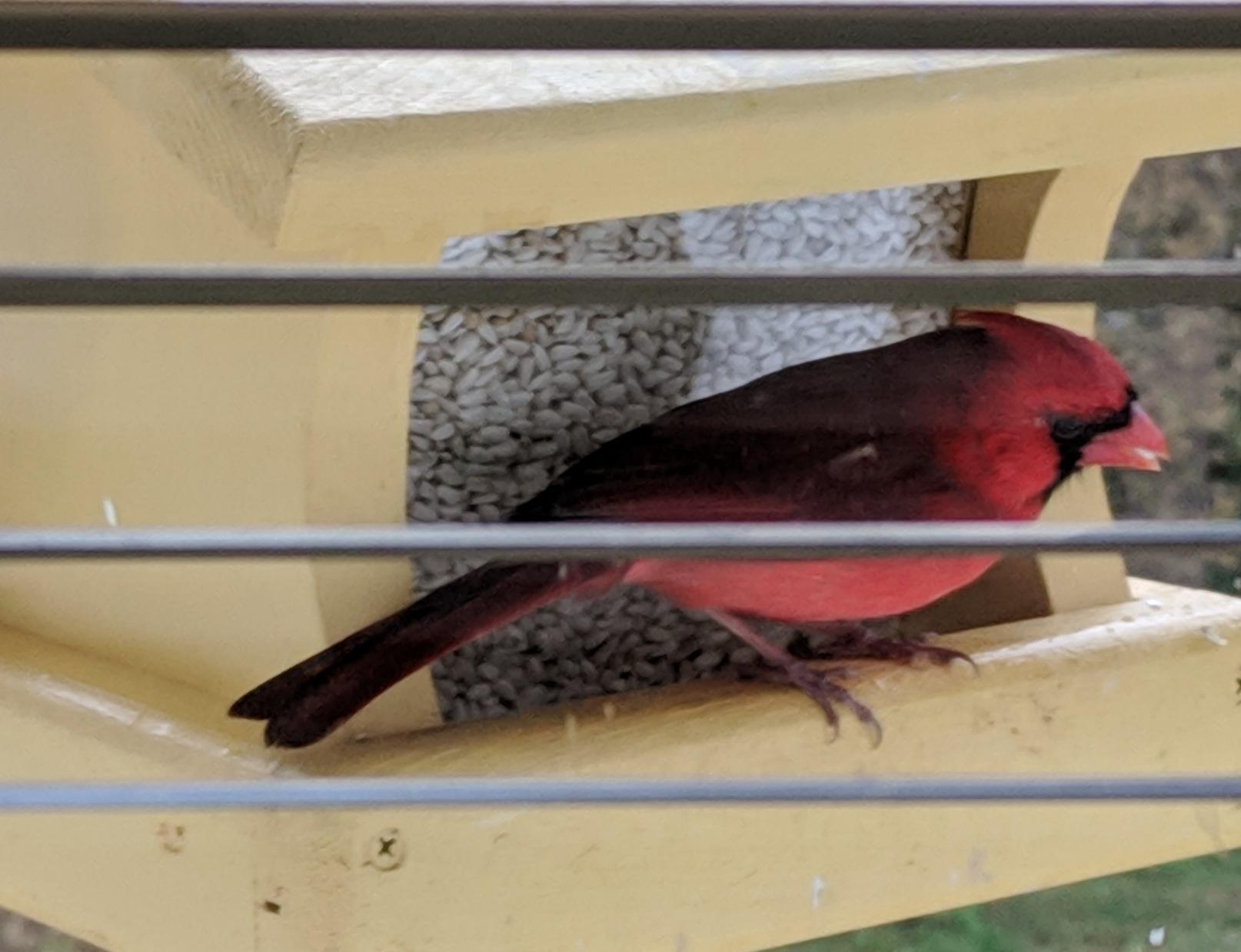 Cole's SA10 Safflower Bird Seed, 10-Pound Customer Review Cole's SA10 Safflower Bird Seed, 10-Pound - Customer Photo 2