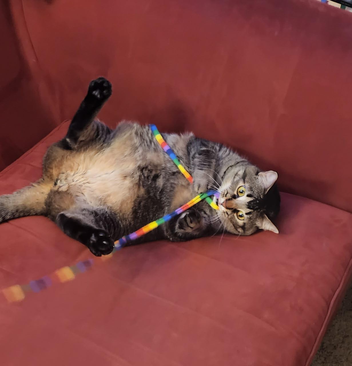 Cat Dancer Products Rainbow Cat Wand Charmer, Safe Teaser Wand for Indoor Cats & Kittens, Flexible Exercise Toy Made of Multicolor Fabric Ribbon, For Medium Breeds - Customer Photo 1