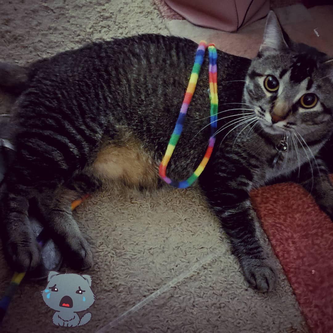 Cat Dancer Products Rainbow Cat Wand Charmer, Safe Teaser Wand for Indoor Cats & Kittens, Flexible Exercise Toy Made of Multicolor Fabric Ribbon, For Medium Breeds - Customer Photo 2