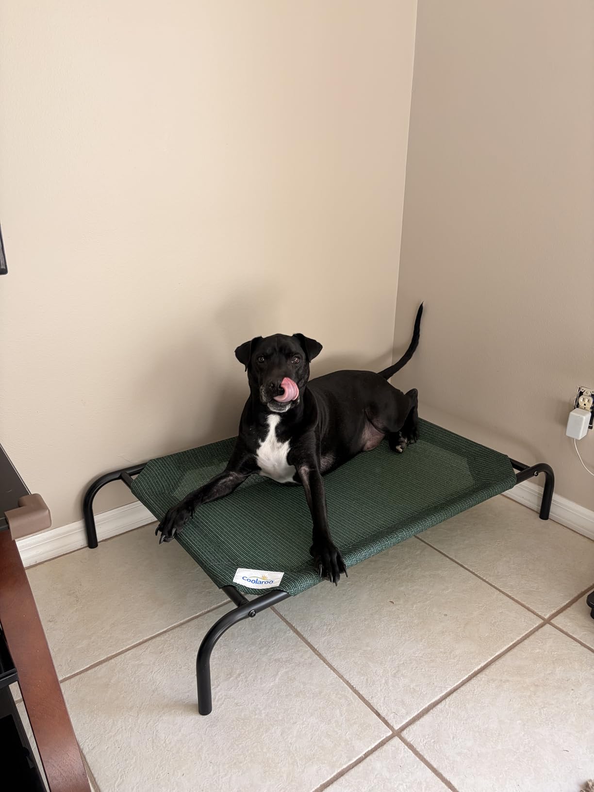 Coolaroo Original Elevated Dog Bed - Breathable Off-The-Ground Pet Bed with Cooling Fabric, Joint Relief & Moisture-Resistant Fabric, 100% Recyclable, Easy Clean, Nutmeg, Large Customer Review Coolaroo Original Elevated Dog Bed - Breathable Off-The-Ground Pet Bed with Cooling Fabric, Joint Relief & Moisture-Resistant Fabric, 100% Recyclable, Easy Clean, Nutmeg, Large - Customer Photo 2