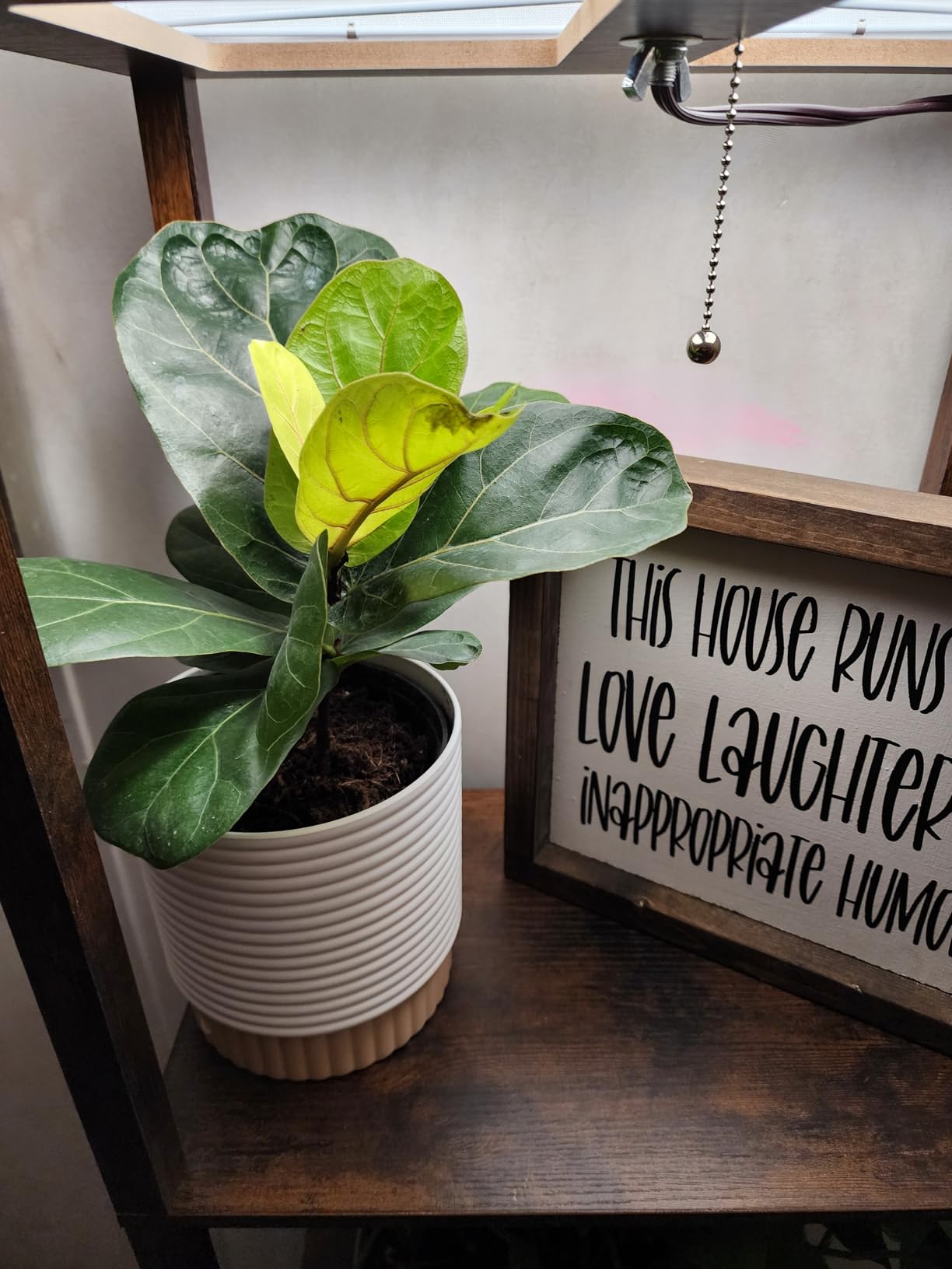 Costa Farms Baby Fiddle Leaf Fig Live Plant in Decorative Pot, Indoor Houseplant, Perfect for Home, Room, or Office Decor, Great House Warming or Birthday Gift, 12-18 Inches Tall - Customer Photo 1