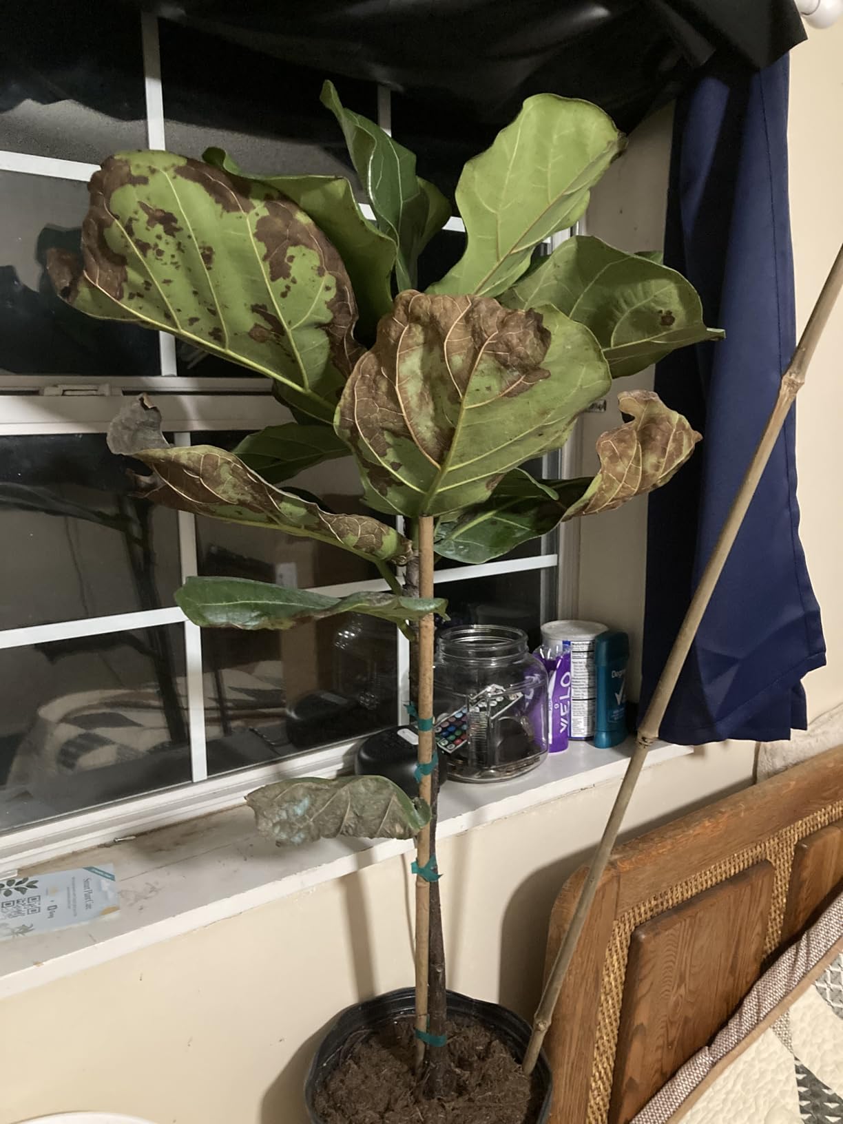 Costa Farms Baby Fiddle Leaf Fig Live Plant in Decorative Pot, Indoor Houseplant, Perfect for Home, Room, or Office Decor, Great House Warming or Birthday Gift, 12-18 Inches Tall - Customer Photo 2