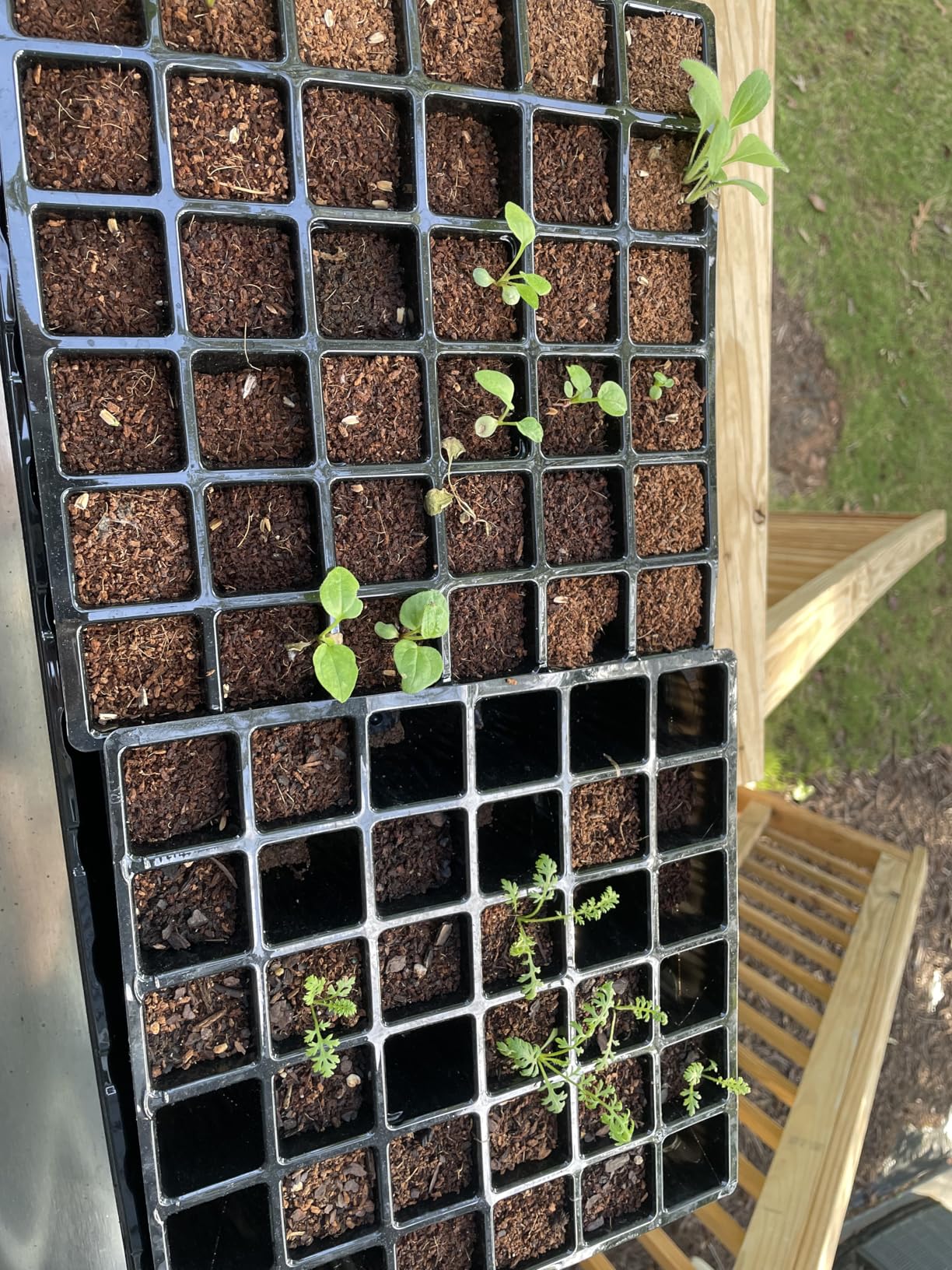 Burpee Self-Watering Seed Starter Tray, 72 Cells - Customer Photo 2