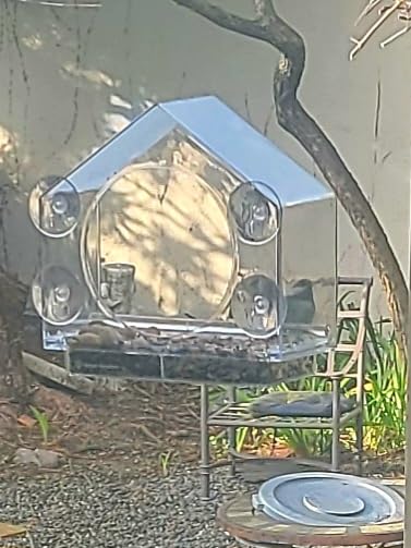 Nature Anywhere Window Bird Feeder - Weather Proof Transparent Acrylic Bird Feeders for Outdoors - Enhanced Suction Grip, Bird Watching for Cats, Easy-to-Clean, Outdoor Birdhouse Feeder (1 Unit) - Customer Photo 2