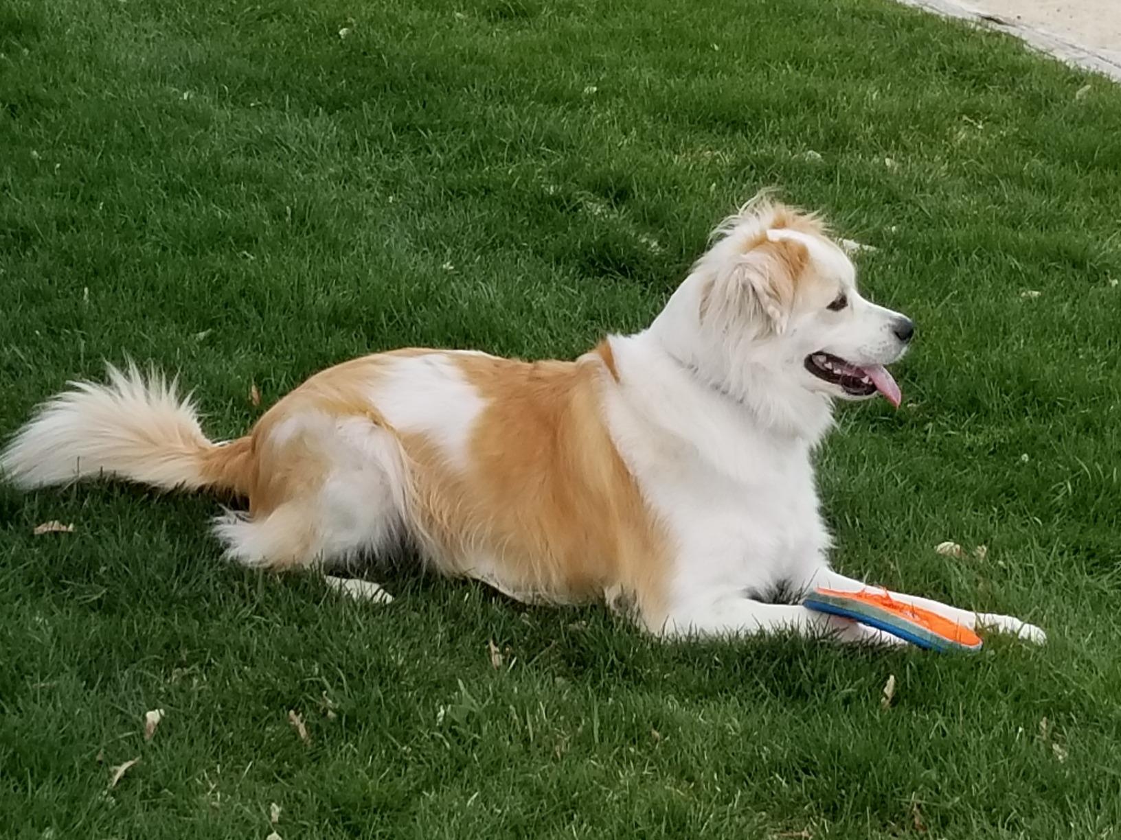 Chuckit 18100 Medium Chuckit! Zipflight Frisbee Dog Toy, Colors may vary Customer Review Chuckit 18100 Medium Chuckit! Zipflight Frisbee Dog Toy, Colors may vary - Customer Photo 1