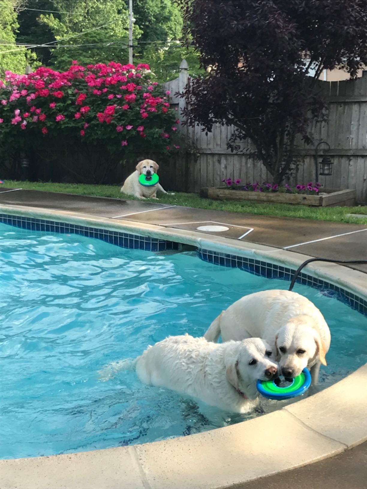 Chuckit 18100 Medium Chuckit! Zipflight Frisbee Dog Toy, Colors may vary Customer Review Chuckit 18100 Medium Chuckit! Zipflight Frisbee Dog Toy, Colors may vary - Customer Photo 2