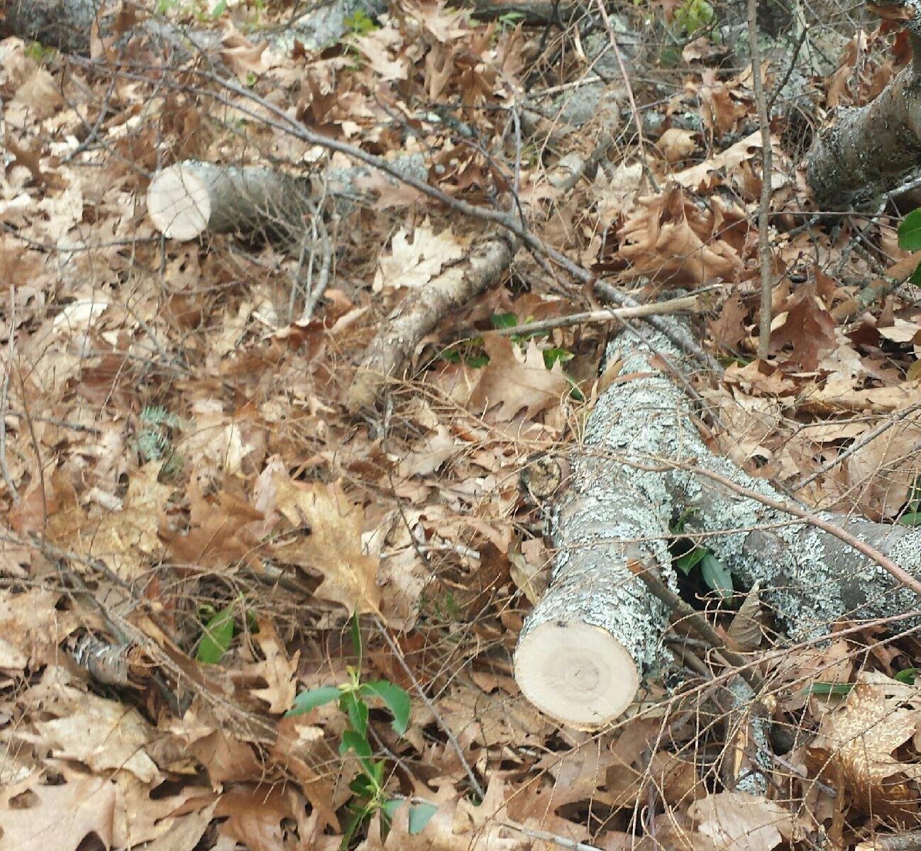 EverSaw Folding Hand Saw 8 inch Compact Camp Saw for Trees Pruning and Gardening - Customer Photo 4