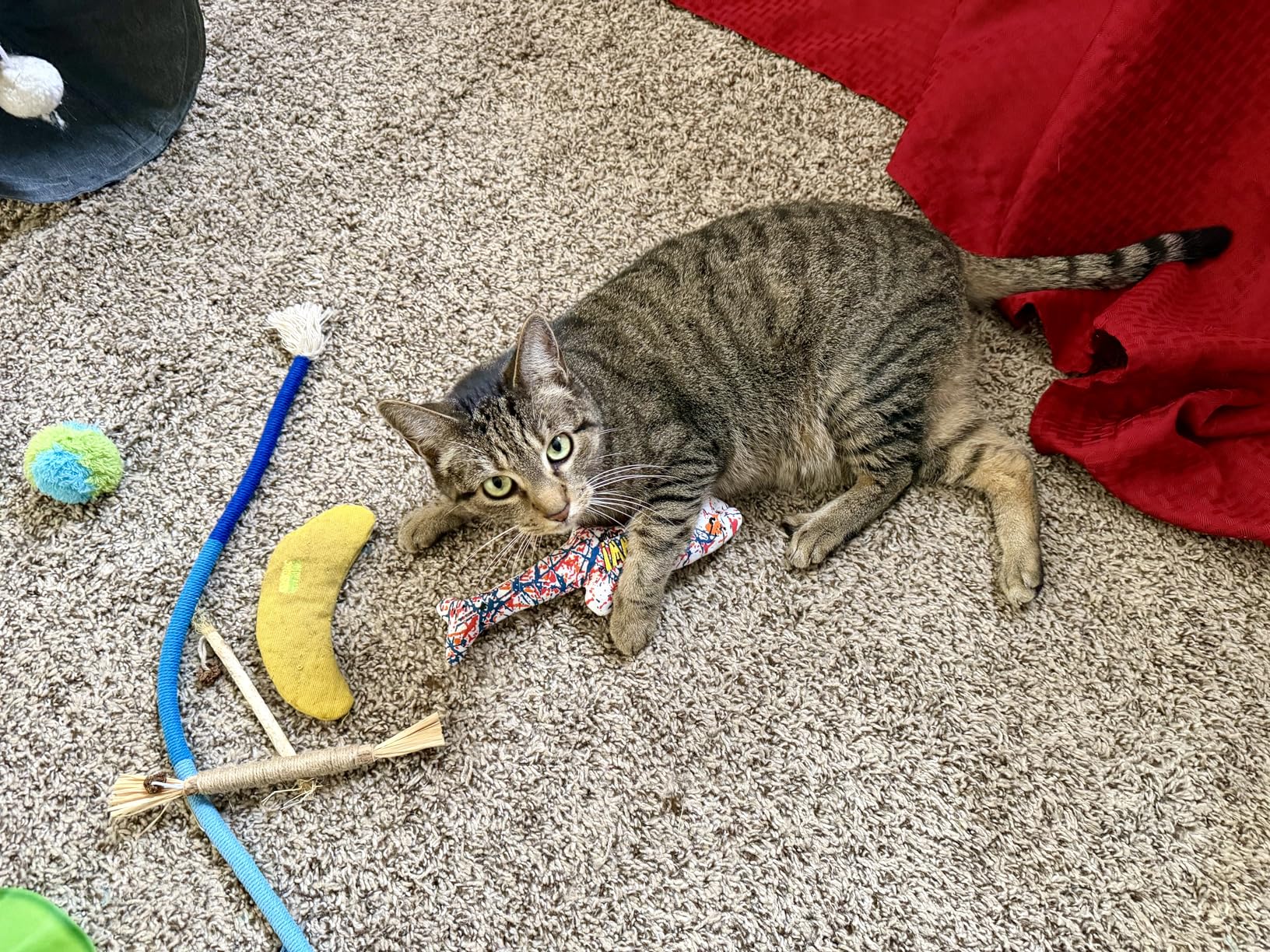 Yeowww! 100% Organic Catnip Variety Pack of Rainbow, Banana & Pollock Fish - Customer Photo 1