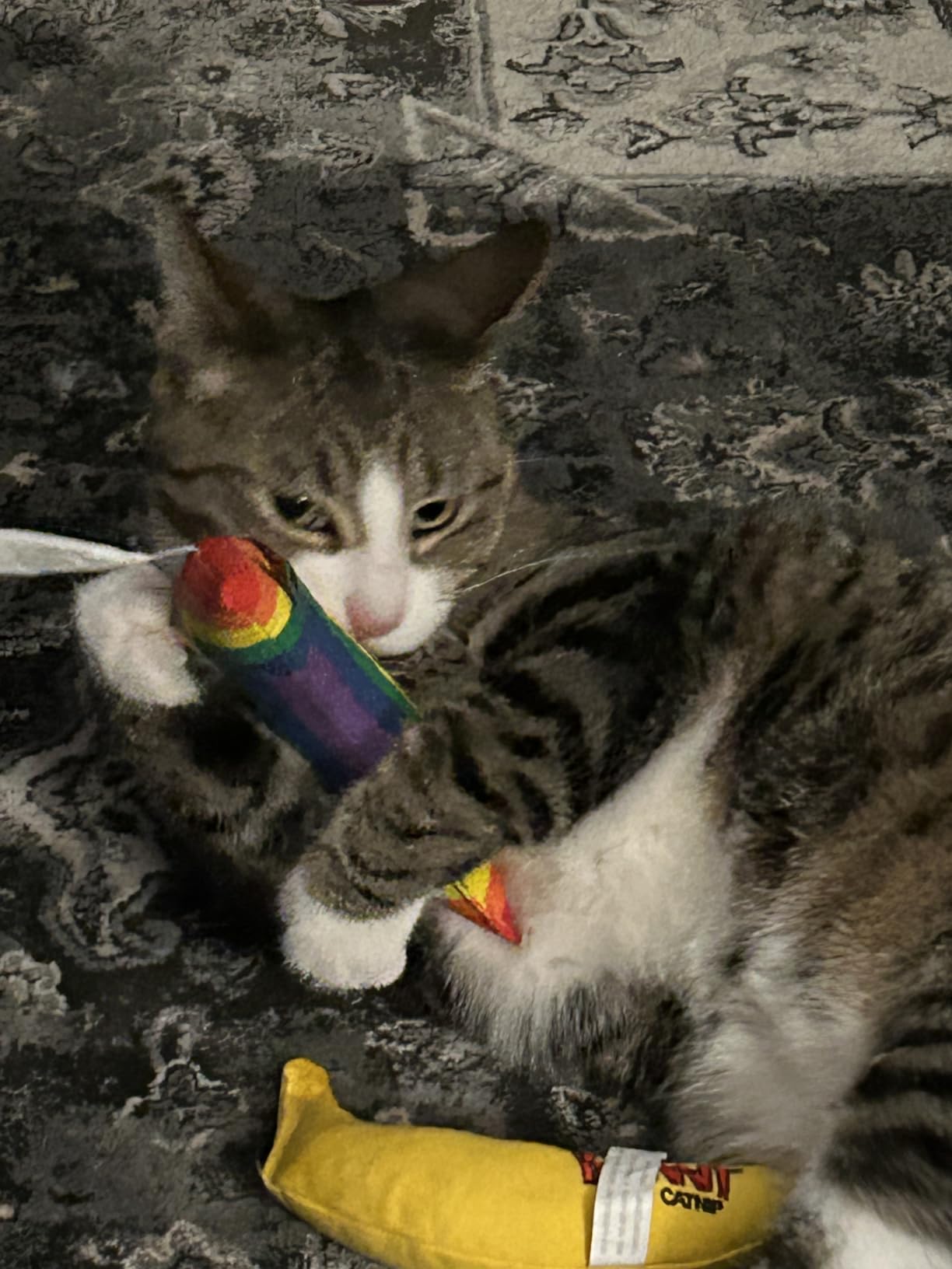 Yeowww! 100% Organic Catnip Variety Pack of Rainbow, Banana & Pollock Fish - Customer Photo 2
