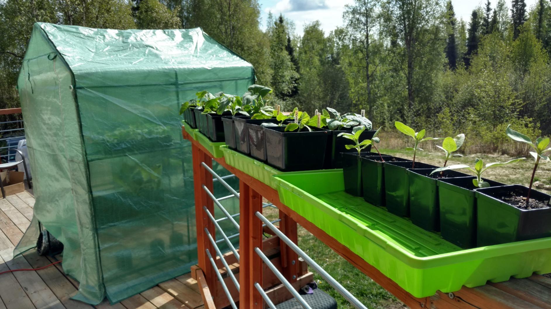 Bootstrap Farmer Reusable Seed Starting Trays - Extra Strength No Holes Nursery Trays, 5-Pack, for Propagation, Seed Starter, Plant Germination, Seedling Flat, Fodder - Customer Photo 1