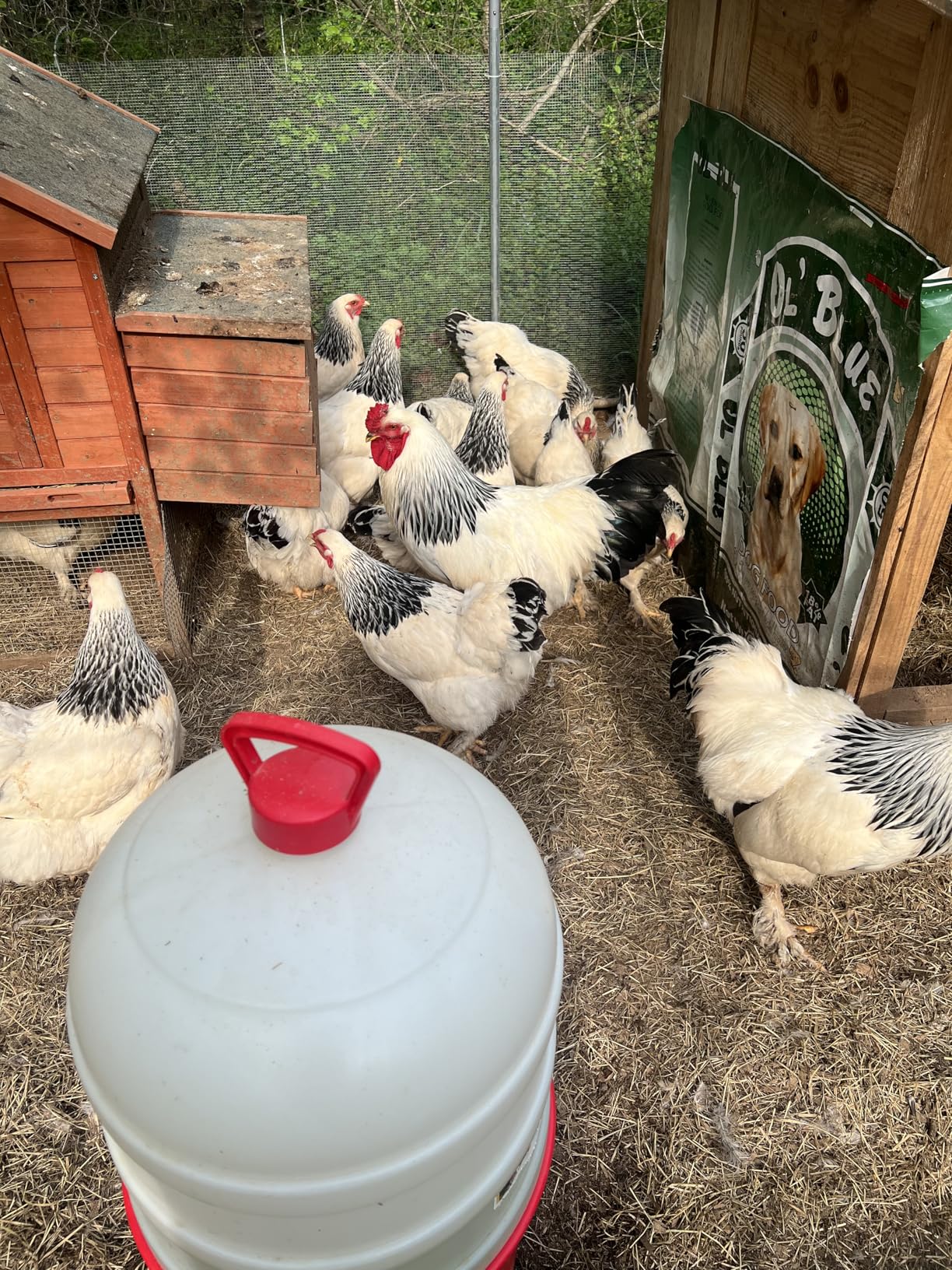 Hatortempt Dried Mealworms - Non-GMO & Organic - High-Protein Mealworms for Wild Bird Food, Ducks & Chickens (5lb) Customer Review Hatortempt Dried Mealworms - Non-GMO & Organic - High-Protein Mealworms for Wild Bird Food, Ducks & Chickens (5lb) - Customer Photo 1