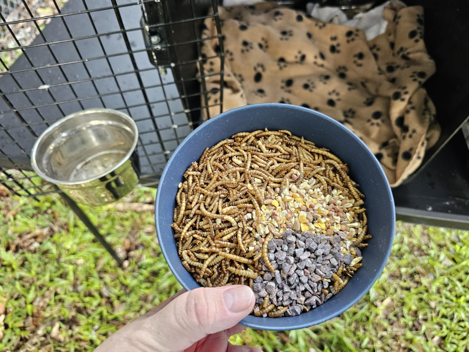 Hatortempt Dried Mealworms - Non-GMO & Organic - High-Protein Mealworms for Wild Bird Food, Ducks & Chickens (5lb) Customer Review Hatortempt Dried Mealworms - Non-GMO & Organic - High-Protein Mealworms for Wild Bird Food, Ducks & Chickens (5lb) - Customer Photo 2