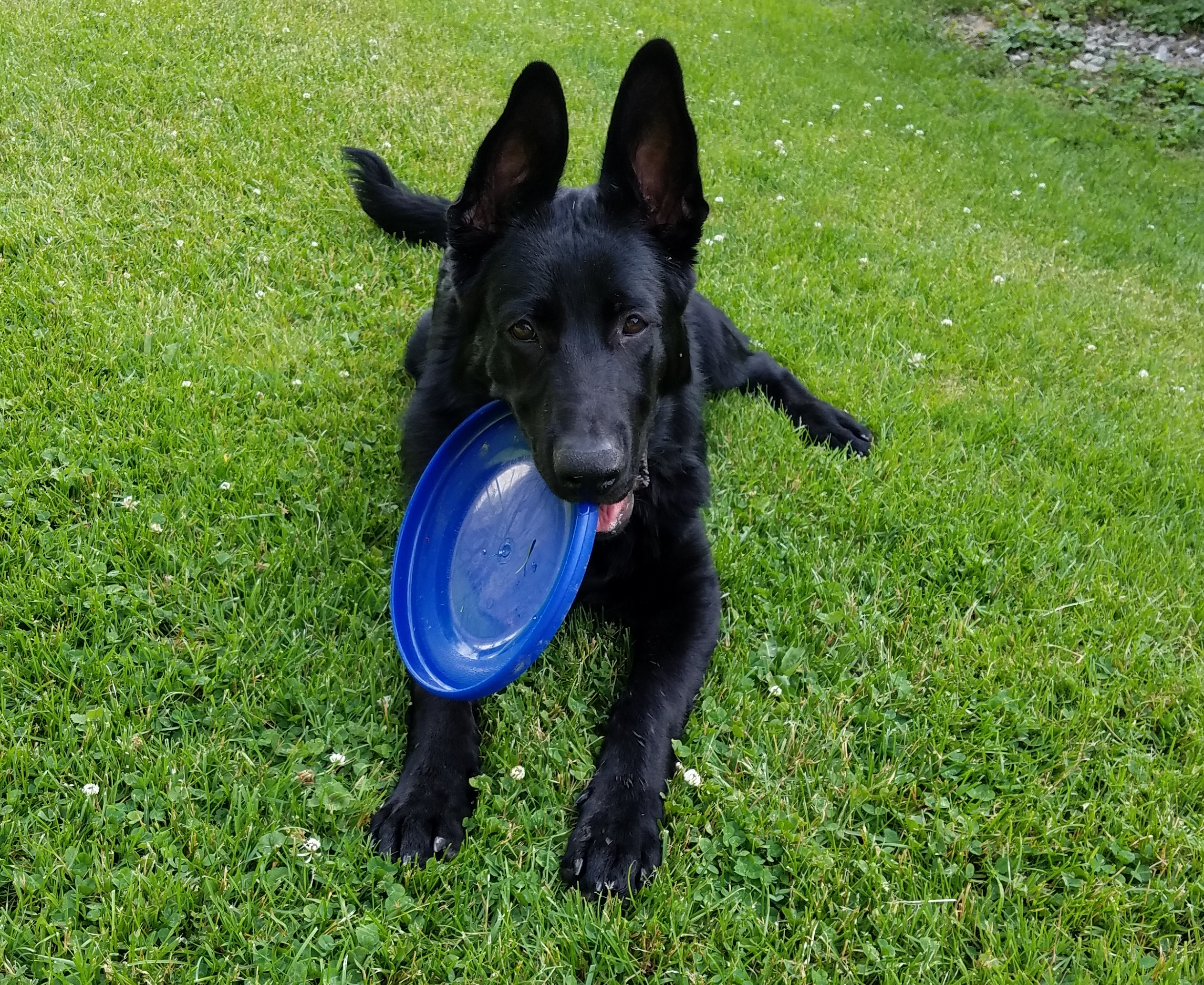 Hyperflite Jawz Blueberry 2 Pack Competition Dog Disc 8.75 Inch, Worlds Toughest, Best Flying, Puncture Resistant, Dog Frisbee, Not a Toy Competition Grade, Outdoor Flying Disc Training Customer Review Hyperflite Jawz Blueberry 2 Pack Competition Dog Disc 8.75 Inch, Worlds Toughest, Best Flying, Puncture Resistant, Dog Frisbee, Not a Toy Competition Grade, Outdoor Flying Disc Training - Customer Photo 2