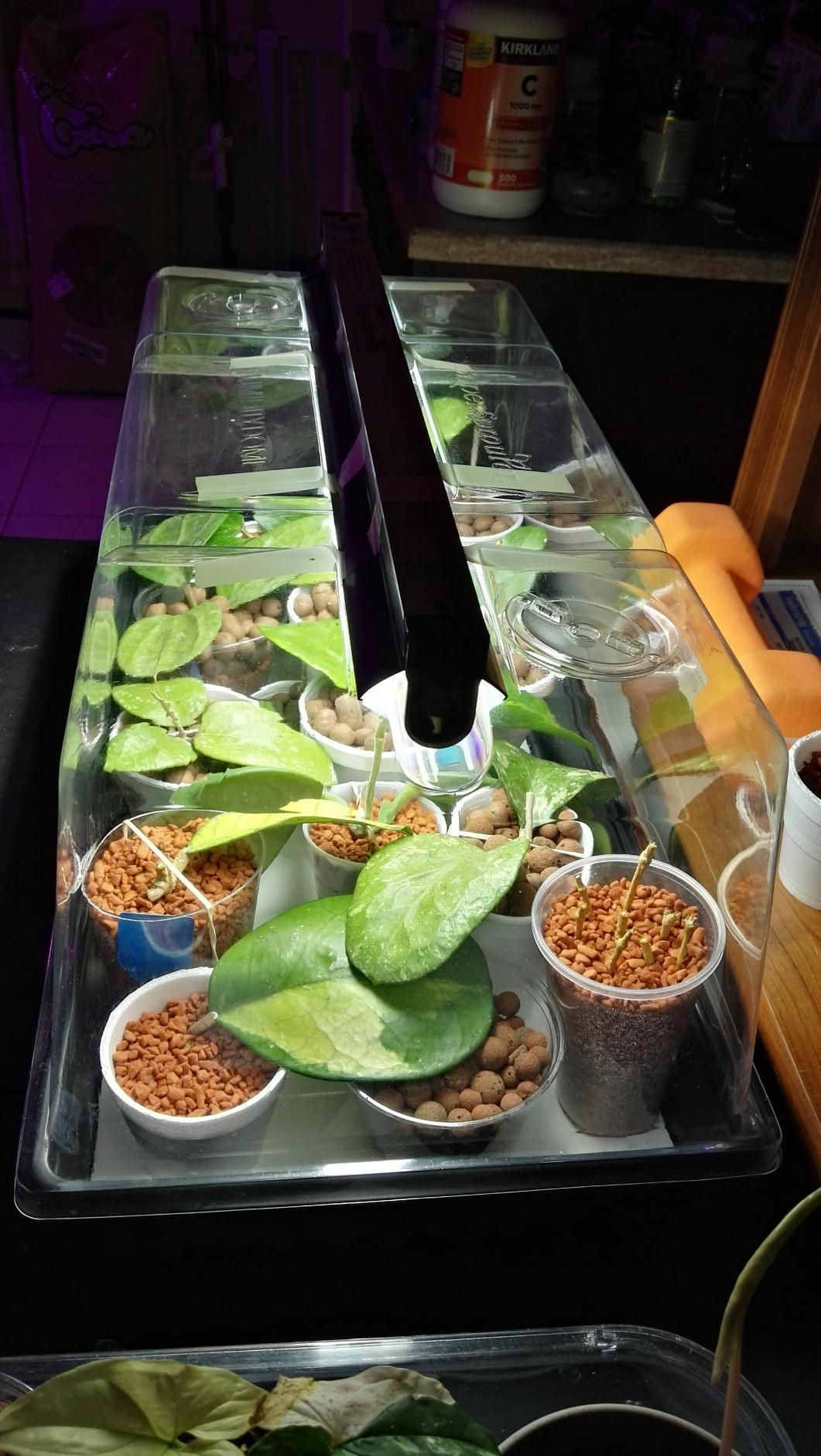 Super Sprouter Premium Heated Propagation Kit for Starting Seeds or Cuttings, Includes Heat Mat, Tray, Grow Light, and More - Customer Photo 1