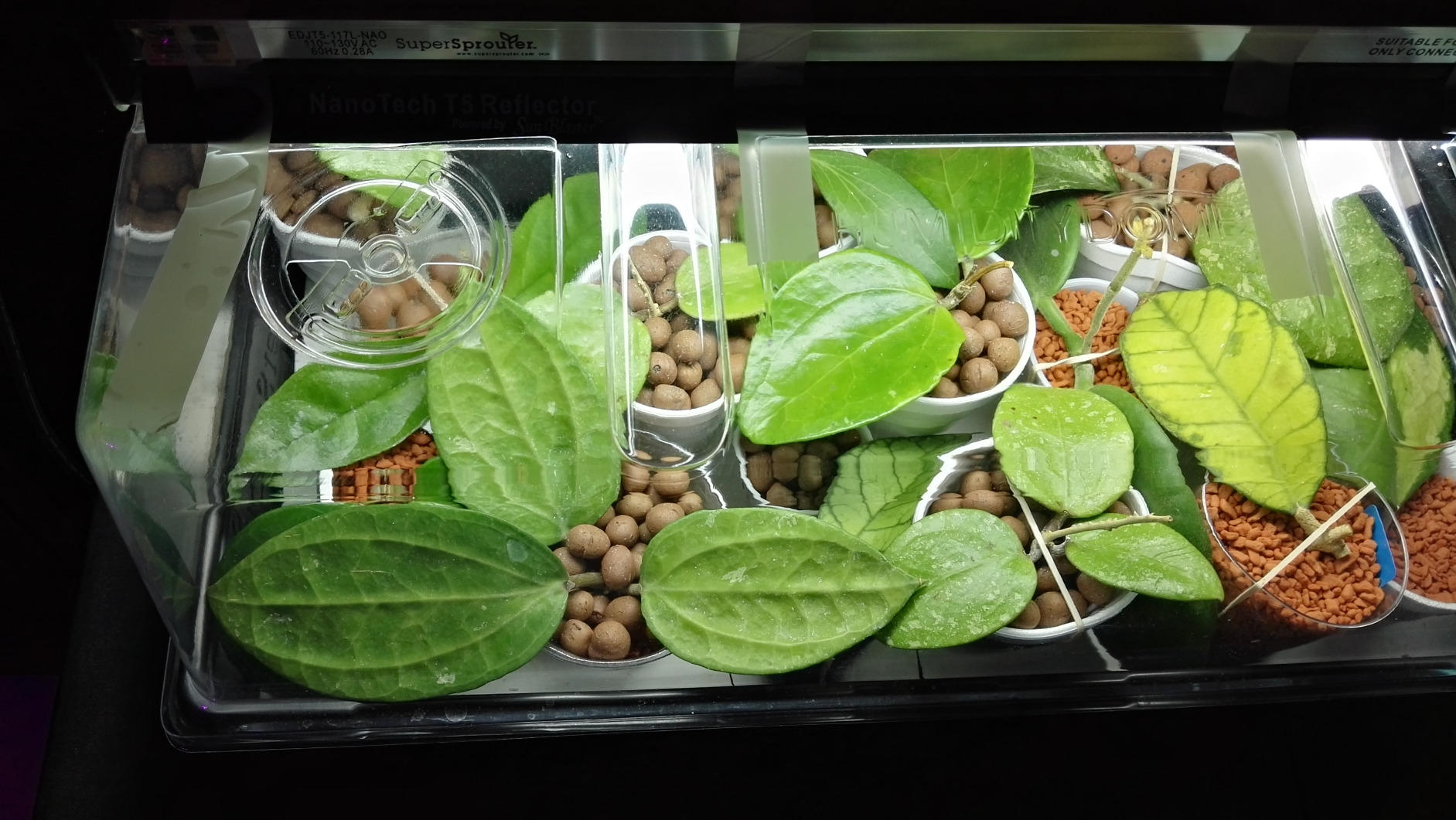 Super Sprouter Premium Heated Propagation Kit for Starting Seeds or Cuttings, Includes Heat Mat, Tray, Grow Light, and More - Customer Photo 2