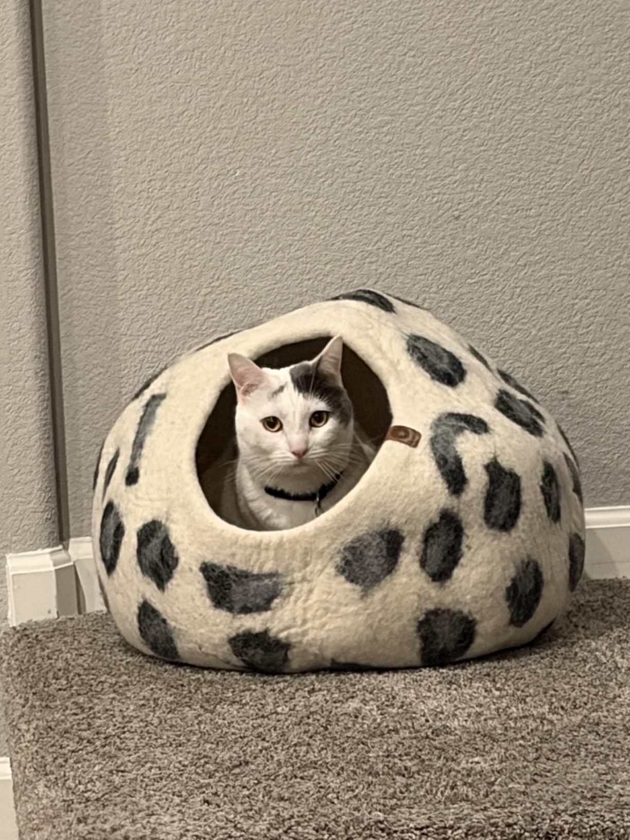 MEOWFIA Cat Cave – Premium Felt Cat Bed for Indoor Cats, Handmade Merino Wool (Light Grey, Large) Customer Review MEOWFIA Cat Cave – Premium Felt Cat Bed for Indoor Cats, Handmade Merino Wool (Light Grey, Large) - Customer Photo 1