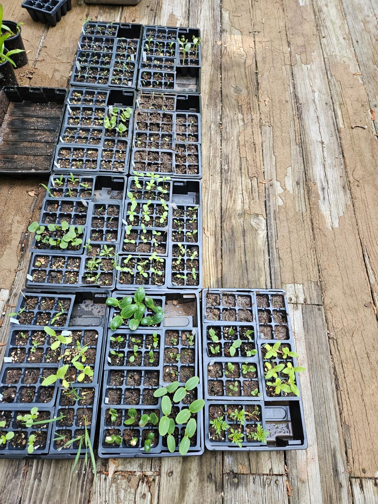 Wild Green Fingers 10 Seed Starting Plant Growing Trays (Without Holes) - Durable, Reusable - Grow and Start Seeds, Good for Your Greenhouse, microgreens and Hydroponics - Pack of 10 Flats - Customer Photo 1