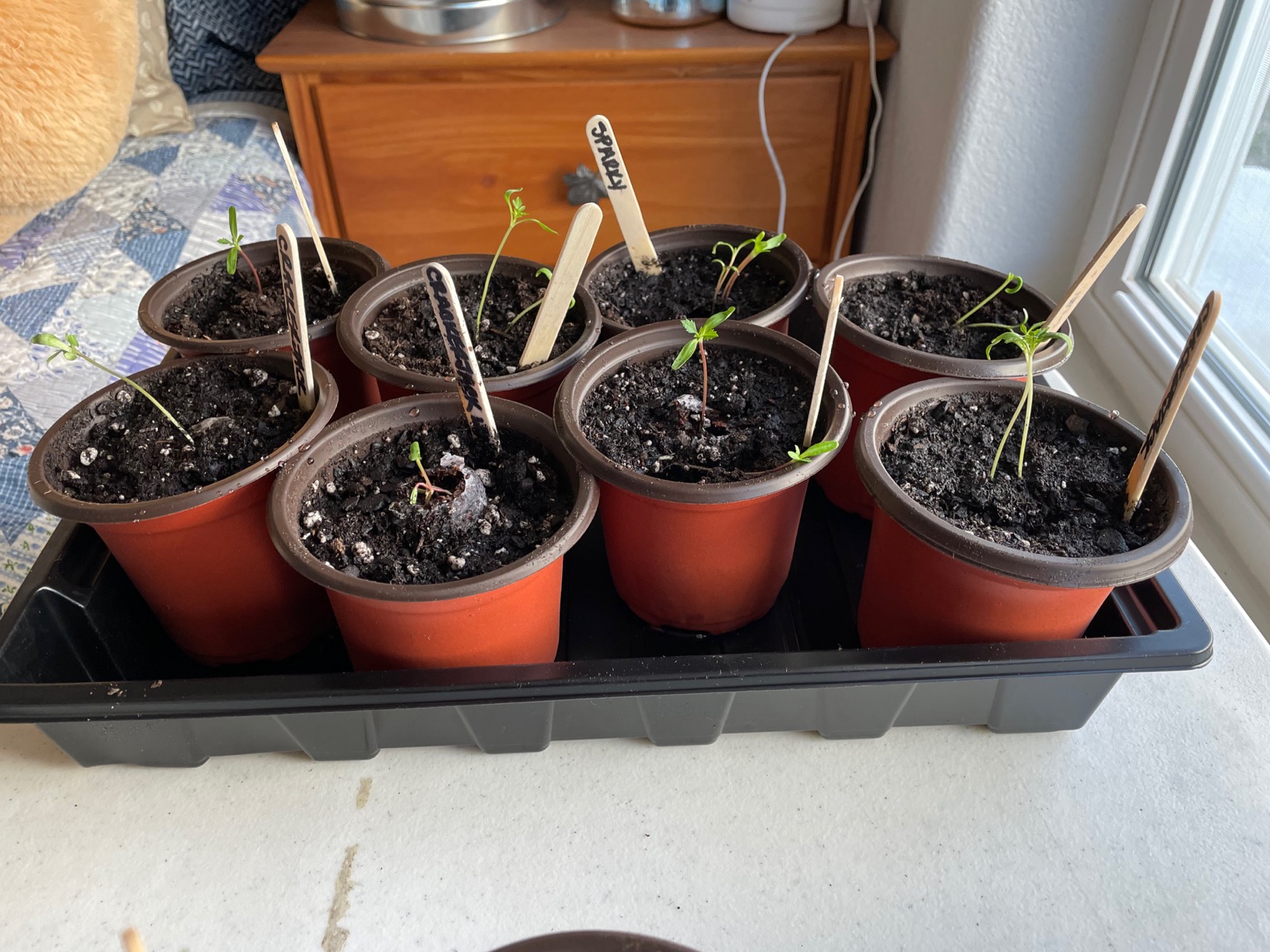 Wild Green Fingers 10 Seed Starting Plant Growing Trays (Without Holes) - Durable, Reusable - Grow and Start Seeds, Good for Your Greenhouse, microgreens and Hydroponics - Pack of 10 Flats - Customer Photo 2
