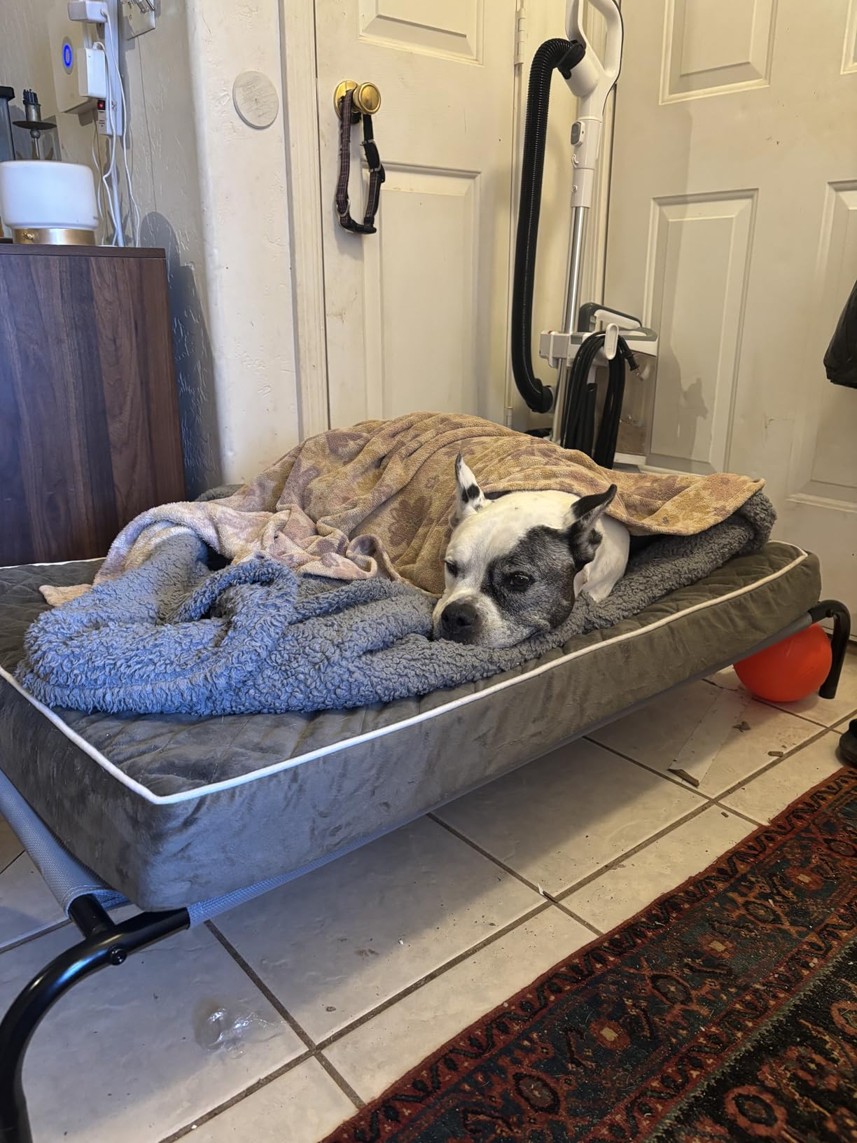 Amazon Basics Cooling Breathable Elevated Dog Bed with Metal Frame for Large Dogs, 51 Amazon Basics Cooling Breathable Elevated Dog Bed with Metal Frame for Large Dogs, 51