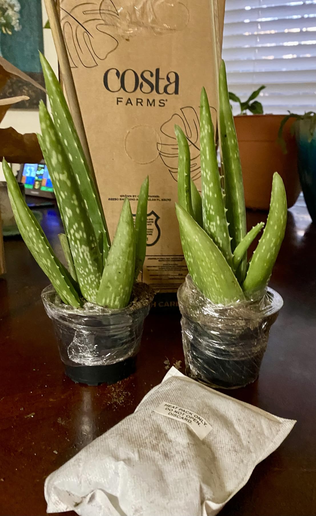 Costa Farms Aloe Vera Live Plant in Decorative Pot, Easy to Maintain, Air Purifying Succulent Indoor Houseplant, Home, Room, or Office Decor, House Warming or Birthday Gift, 12-18 Inches Tall Customer Review Best Succulents