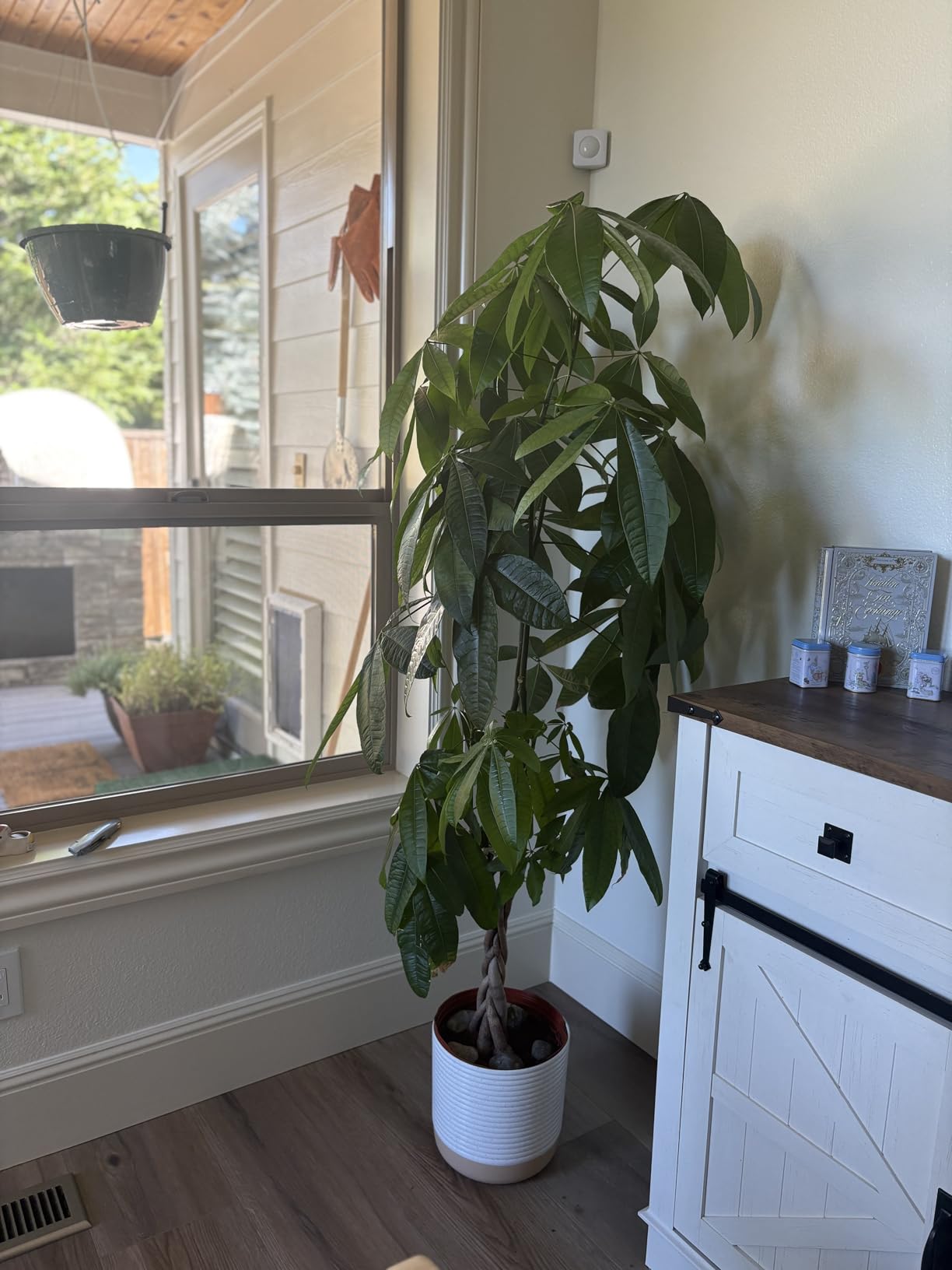 Costa Farms Money Tree Live Plant in Decorative Pot, Air Purifying, Braided Indoor Houseplant, Perfect for Home, Room, or Office Decor, Great House Warming or Birthday Gift, 12-16 Inches Tall - Customer Photo 1