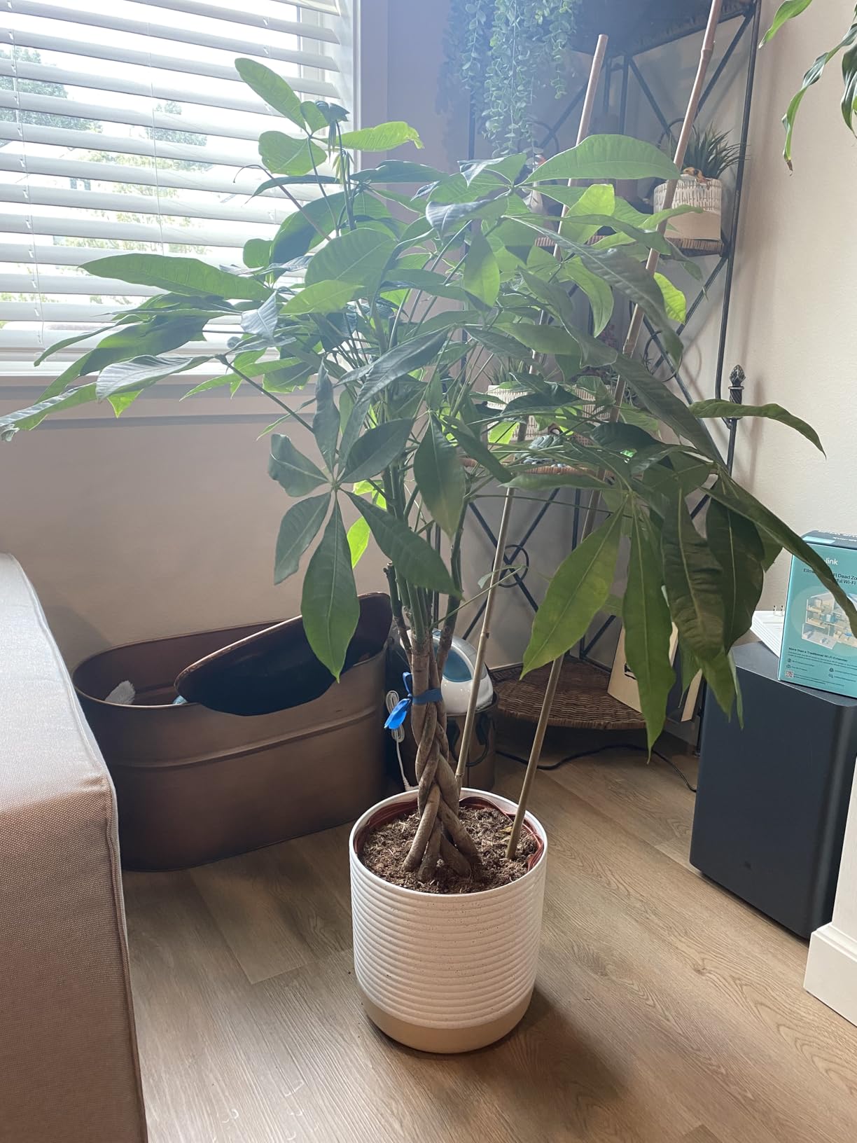 Costa Farms Money Tree Live Plant in Decorative Pot, Air Purifying, Braided Indoor Houseplant, Perfect for Home, Room, or Office Decor, Great House Warming or Birthday Gift, 12-16 Inches Tall - Customer Photo 2