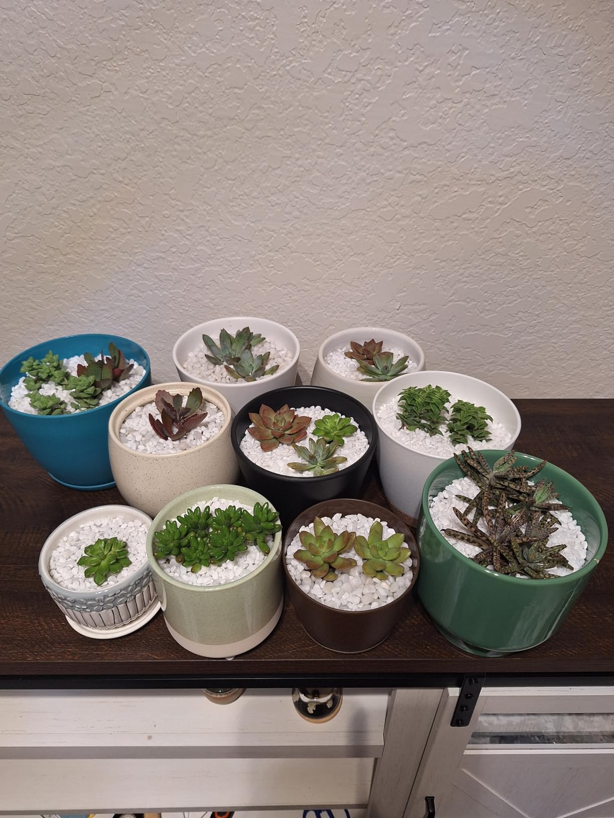 Altman Plants, Live Succulent Plants (20 Pack) Assorted Potted Succulents Plants Live House Plants in Cacti and Succulent Soil Mix, Cactus Plants Live Indoor Plants Live Houseplants in Planter Pots - Customer Photo 1