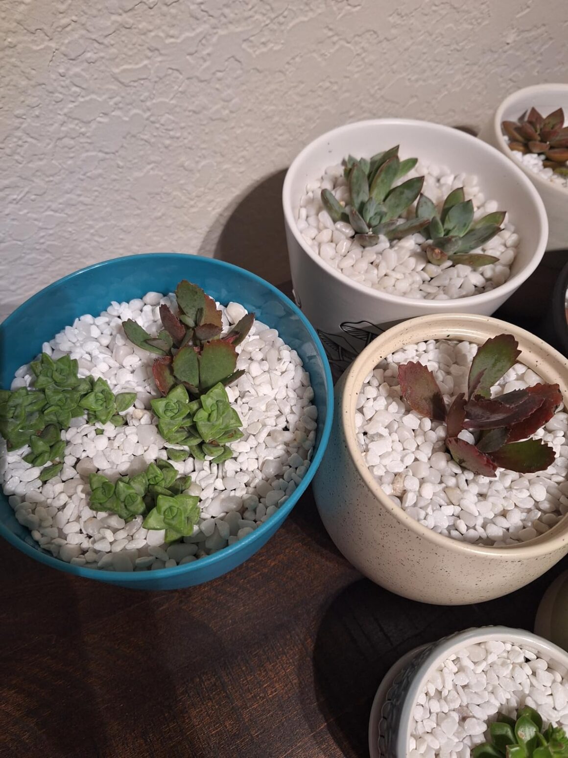 Best House Plants