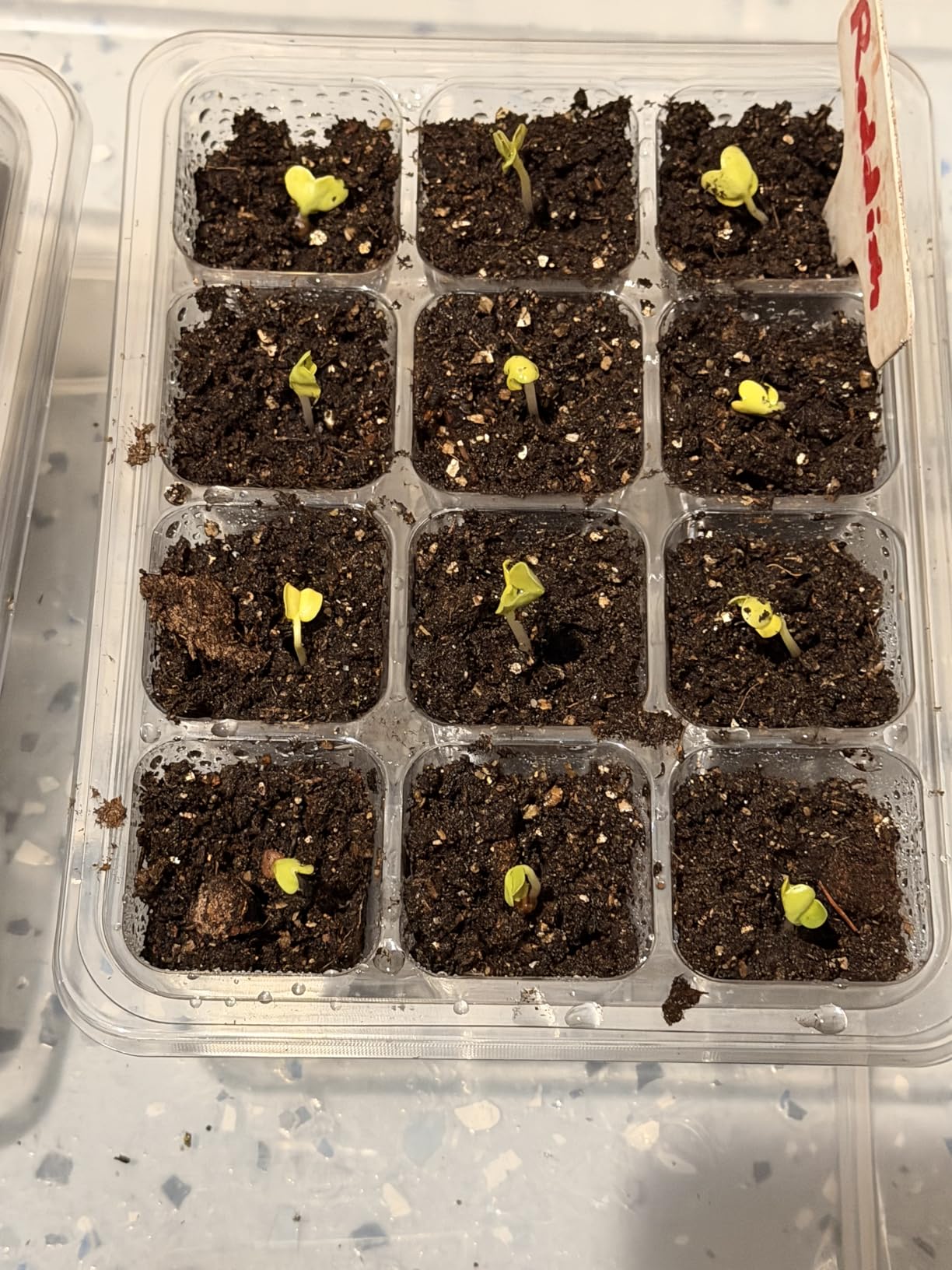 MIXC 10 Packs Seed Starter Tray Seed Starter Kit with Humidity Dome (120 Cells Total Tray) Seed Starting Trays Plant Starter Kit and Base Mini Greenhouse Germination Kit for Seeds Growing Starting - Customer Photo 1