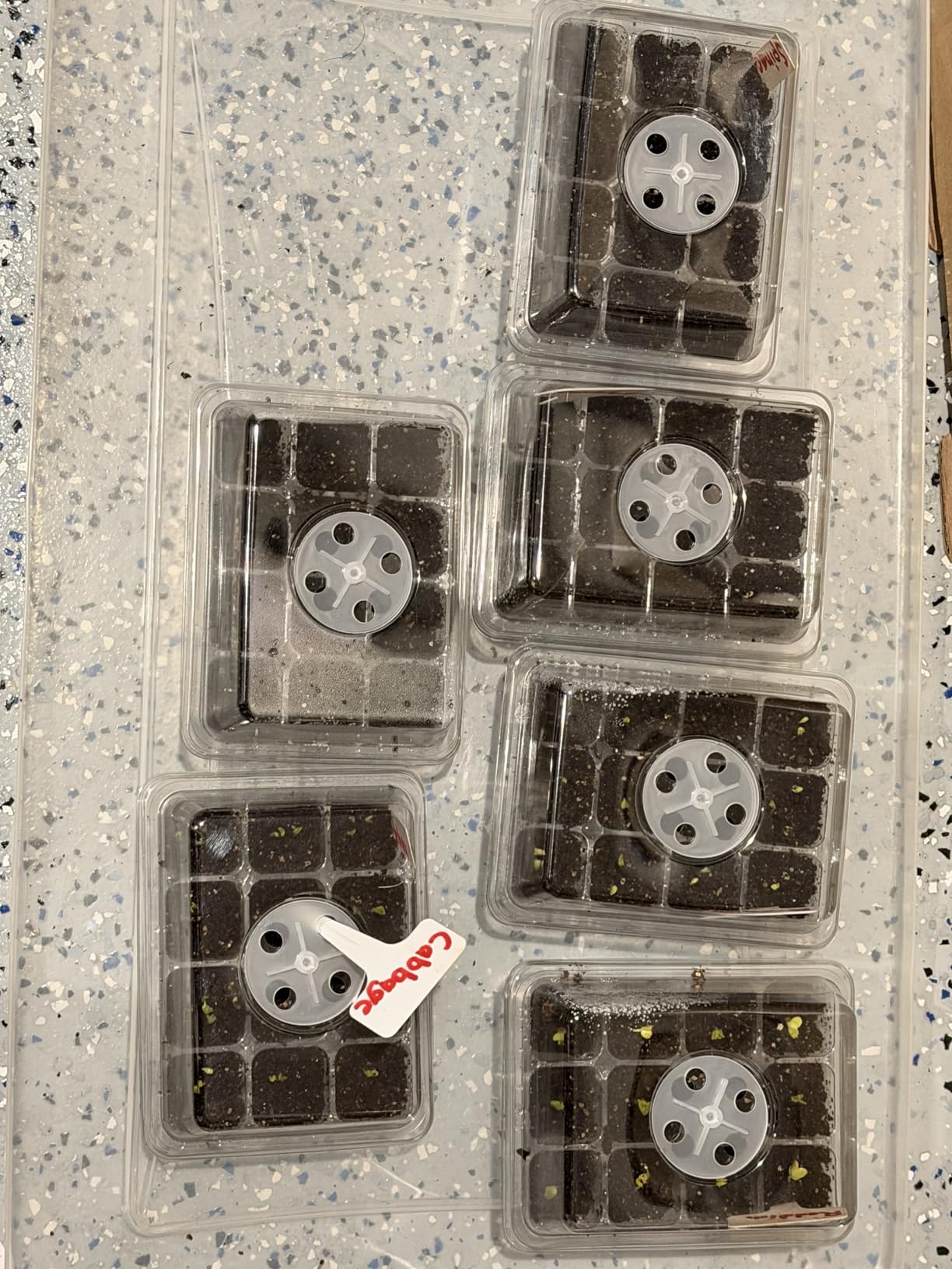 MIXC 10 Packs Seed Starter Tray Seed Starter Kit with Humidity Dome (120 Cells Total Tray) Seed Starting Trays Plant Starter Kit and Base Mini Greenhouse Germination Kit for Seeds Growing Starting - Customer Photo 2