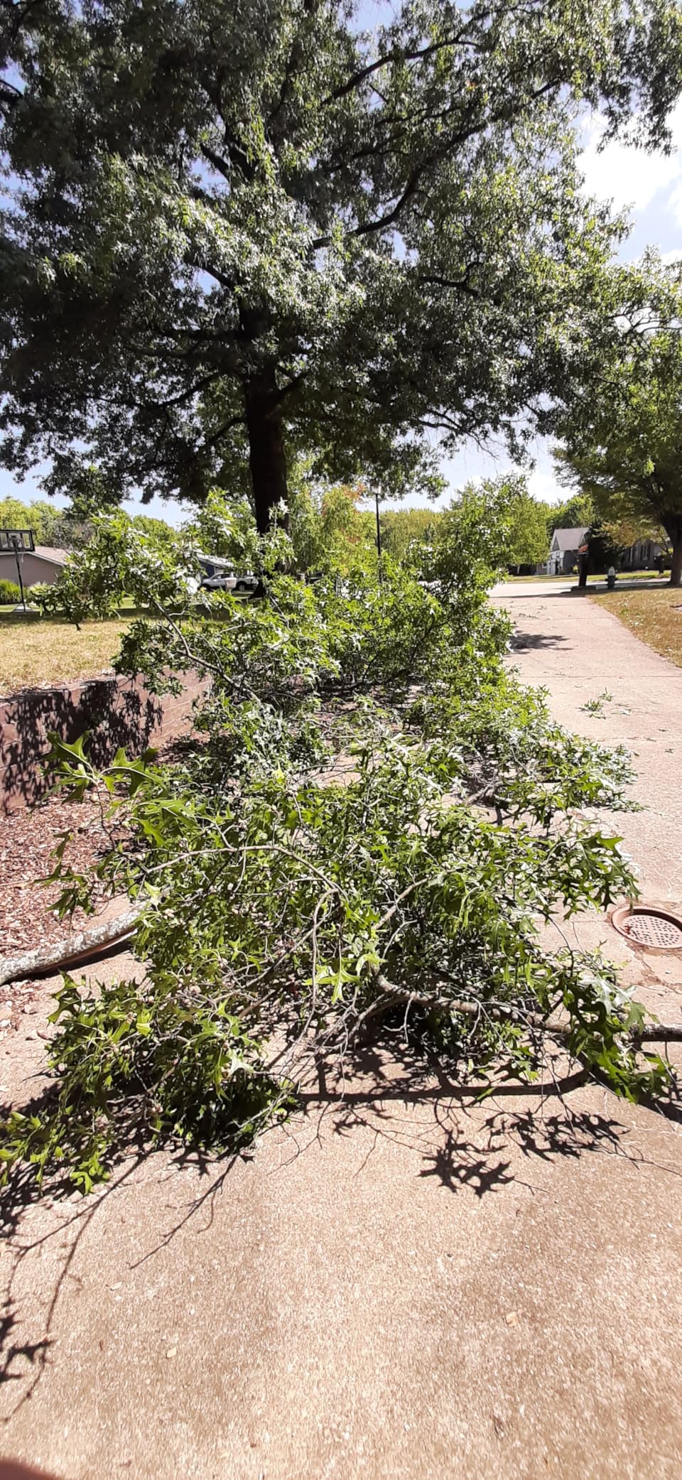 EZ Kut Professional Pole Saw 20' Extendable - Manual Pole Saw for Tree Trimming. Branch Cutter with Double Hook for Branch Removal - Best Tree Pruner. Tree trimmer pole saw. Since 1988 customer photo 1
