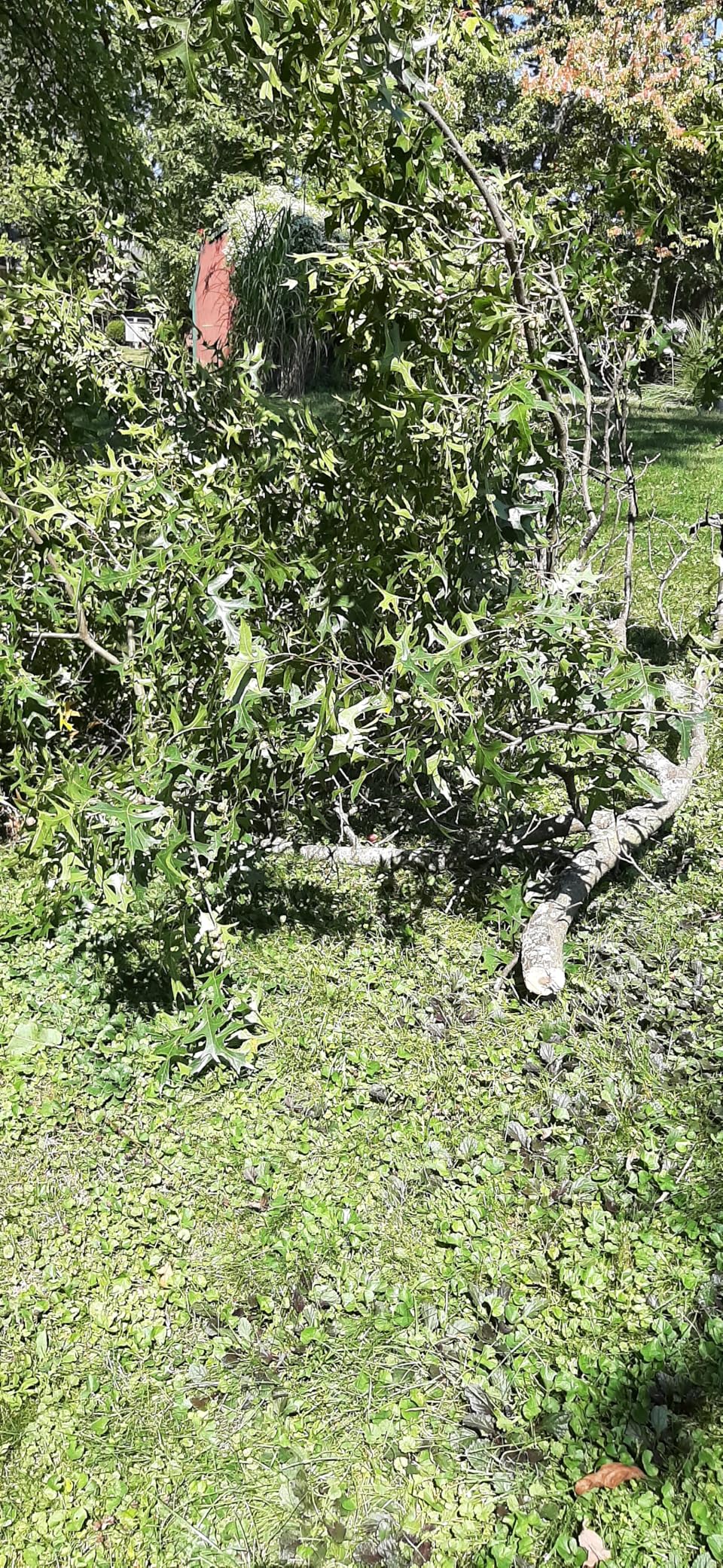 EZ Kut Professional Pole Saw 20' Extendable - Manual Pole Saw for Tree Trimming. Branch Cutter with Double Hook for Branch Removal - Best Tree Pruner. Tree trimmer pole saw. Since 1988 customer photo 2