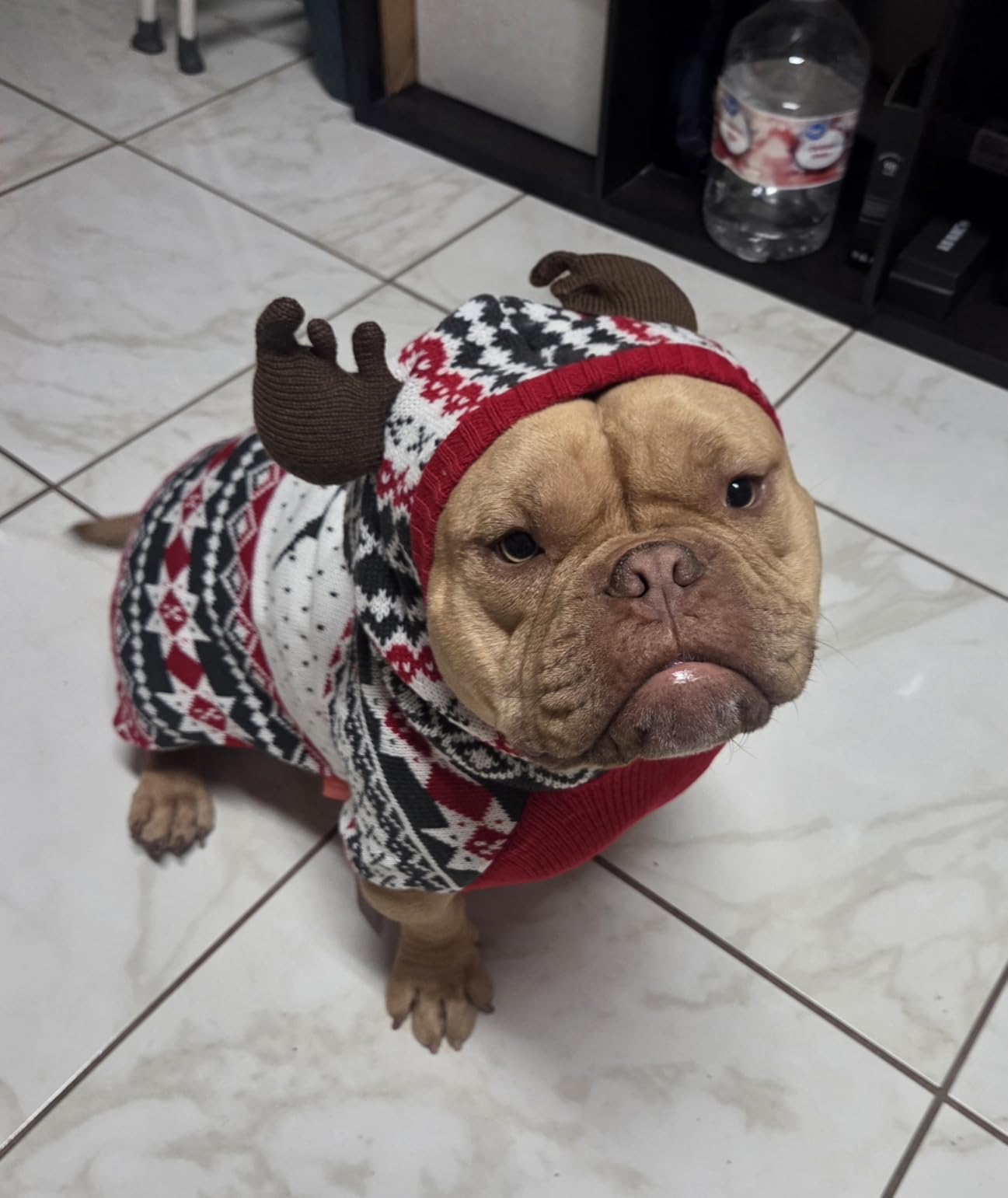KYEESE Dog Christmas Sweater, Warm Dog Sweater for Small Dogs Boy Girl with Reindeer Antler Hood, Classic Winter Knitwear with Leash Hole Customer Review KYEESE Dog Christmas Sweater, Warm Dog Sweater for Small Dogs Boy Girl with Reindeer Antler Hood, Classic Winter Knitwear with Leash Hole - Customer Photo 1