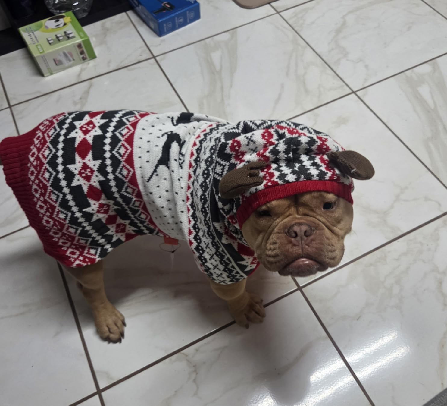 KYEESE Dog Christmas Sweater, Warm Dog Sweater for Small Dogs Boy Girl with Reindeer Antler Hood, Classic Winter Knitwear with Leash Hole Customer Review KYEESE Dog Christmas Sweater, Warm Dog Sweater for Small Dogs Boy Girl with Reindeer Antler Hood, Classic Winter Knitwear with Leash Hole - Customer Photo 2