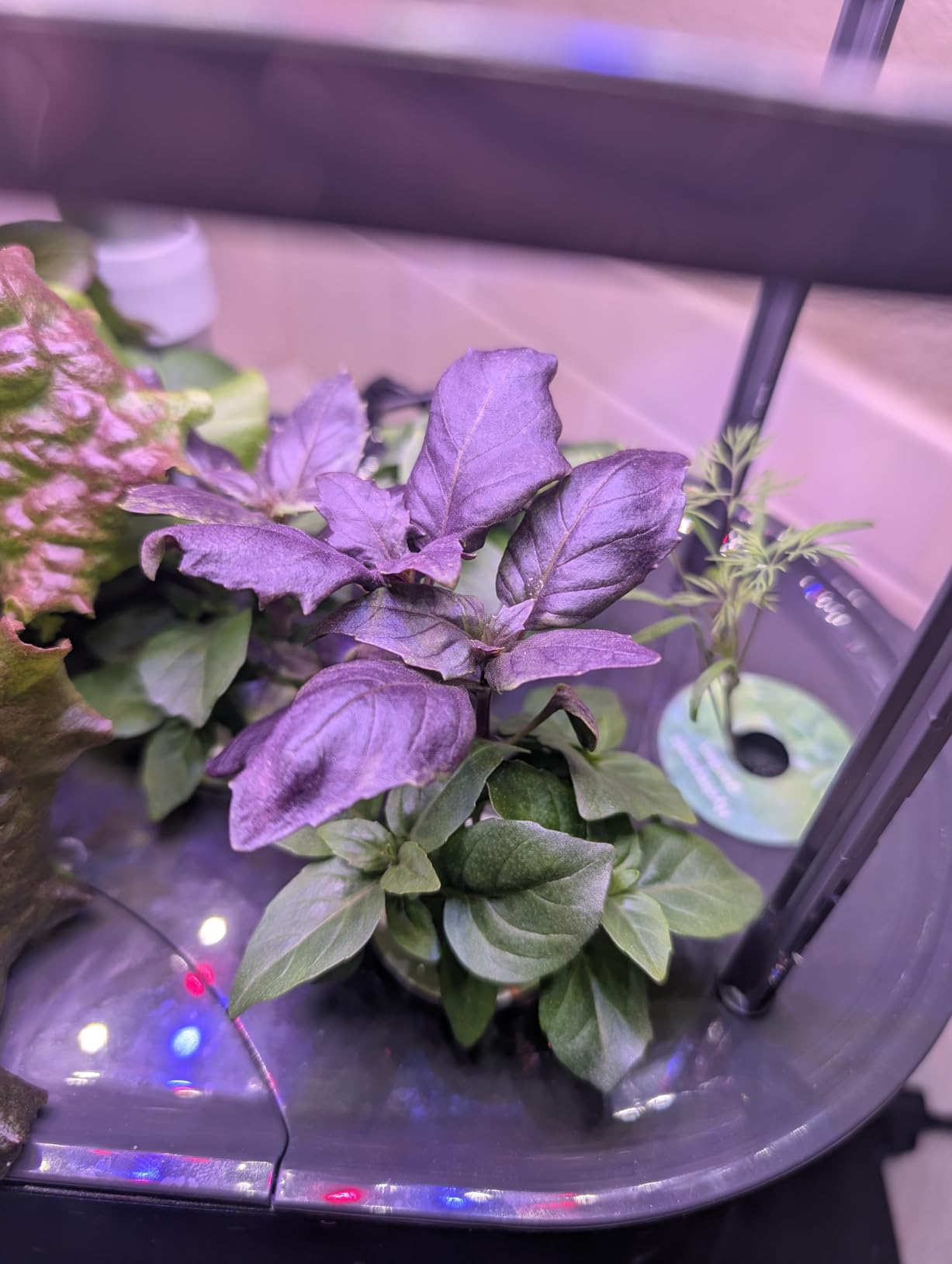 AeroGarden Bounty Basic - Indoor Garden with LED Grow Light, Black - Customer Photo 1
