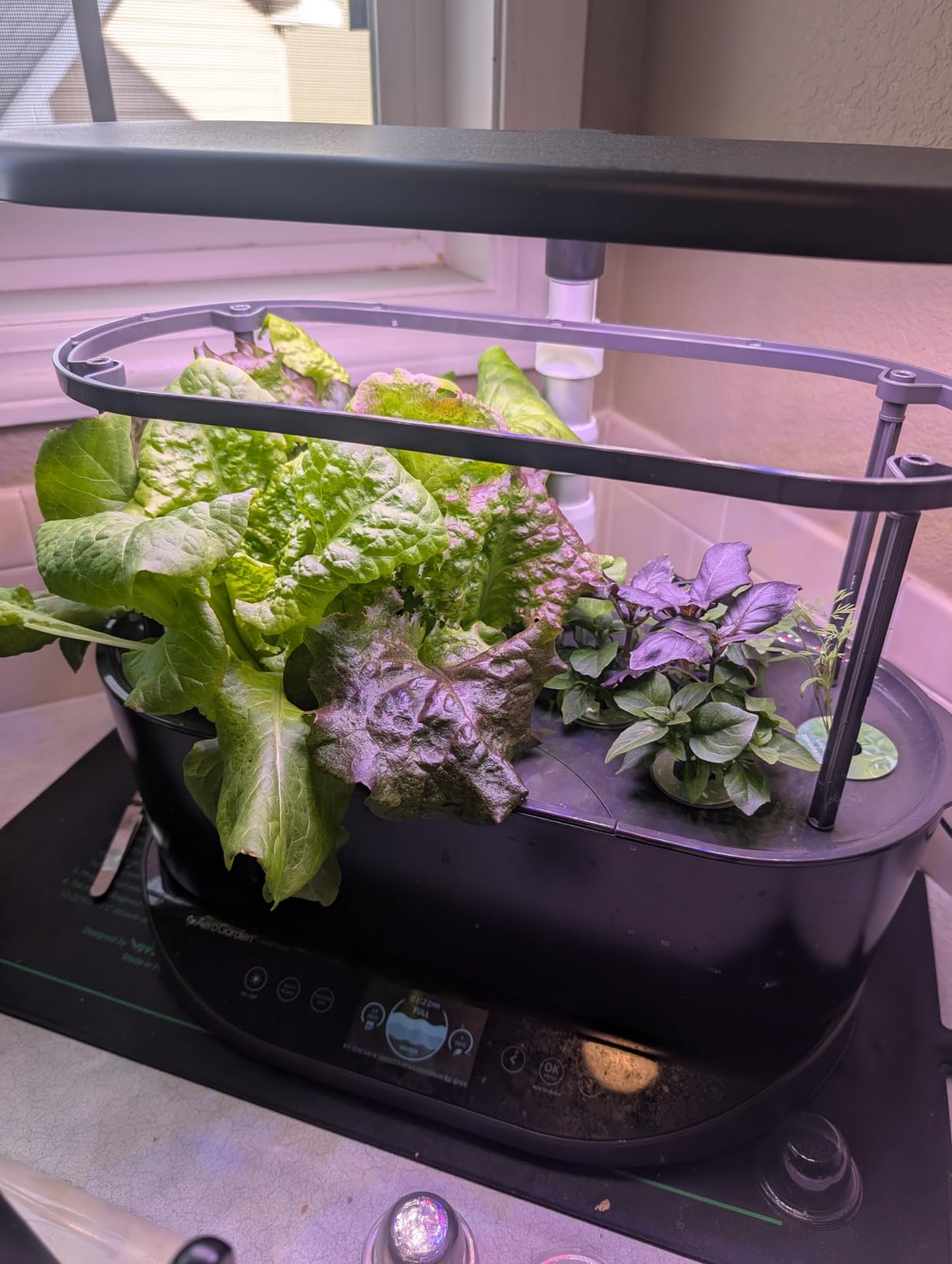AeroGarden Bounty Basic - Indoor Garden with LED Grow Light, Black - Customer Photo 2