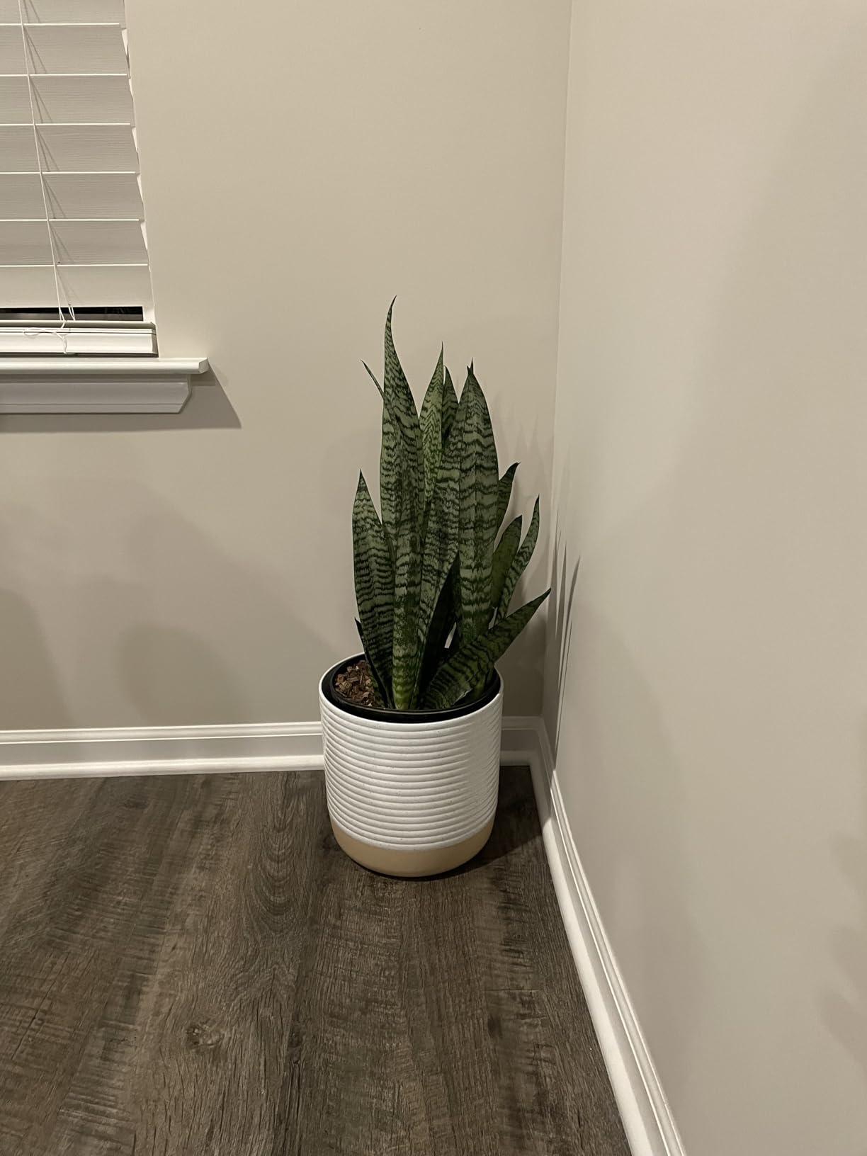 Costa Farms Snake Plant, Mother-in-Law's Tongue Live Plant in Decorative Pot, Large Easy to Maintain Indoor Succulent Houseplant Assorted Variety, Home, Room, or Office Décor, 12-20 Inches Tall - Customer Photo 1