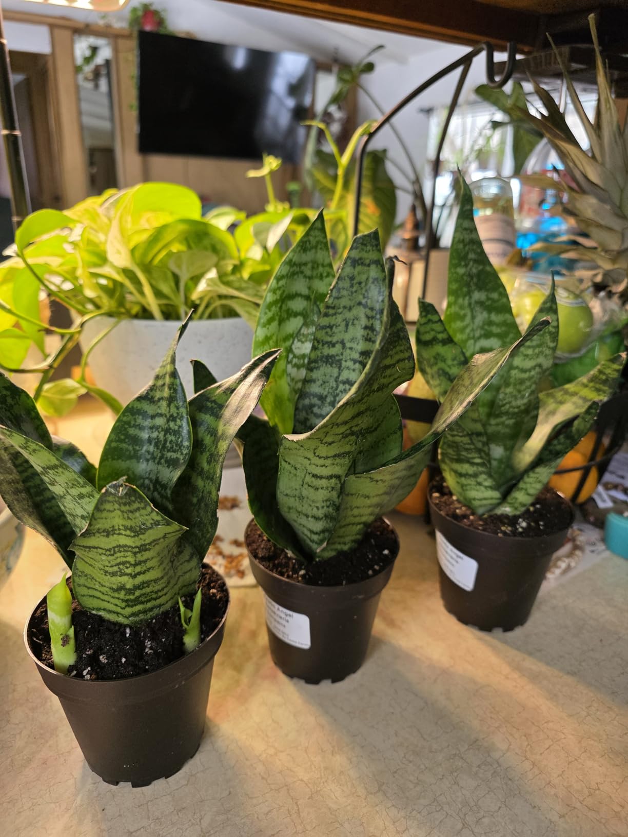 Costa Farms Snake Plant, Mother-in-Law's Tongue Live Plant in Decorative Pot, Large Easy to Maintain Indoor Succulent Houseplant Assorted Variety, Home, Room, or Office Décor, 12-20 Inches Tall - Customer Photo 2